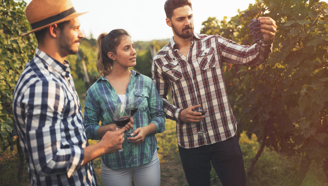 Wine grower showing grapes used to make premium wine.