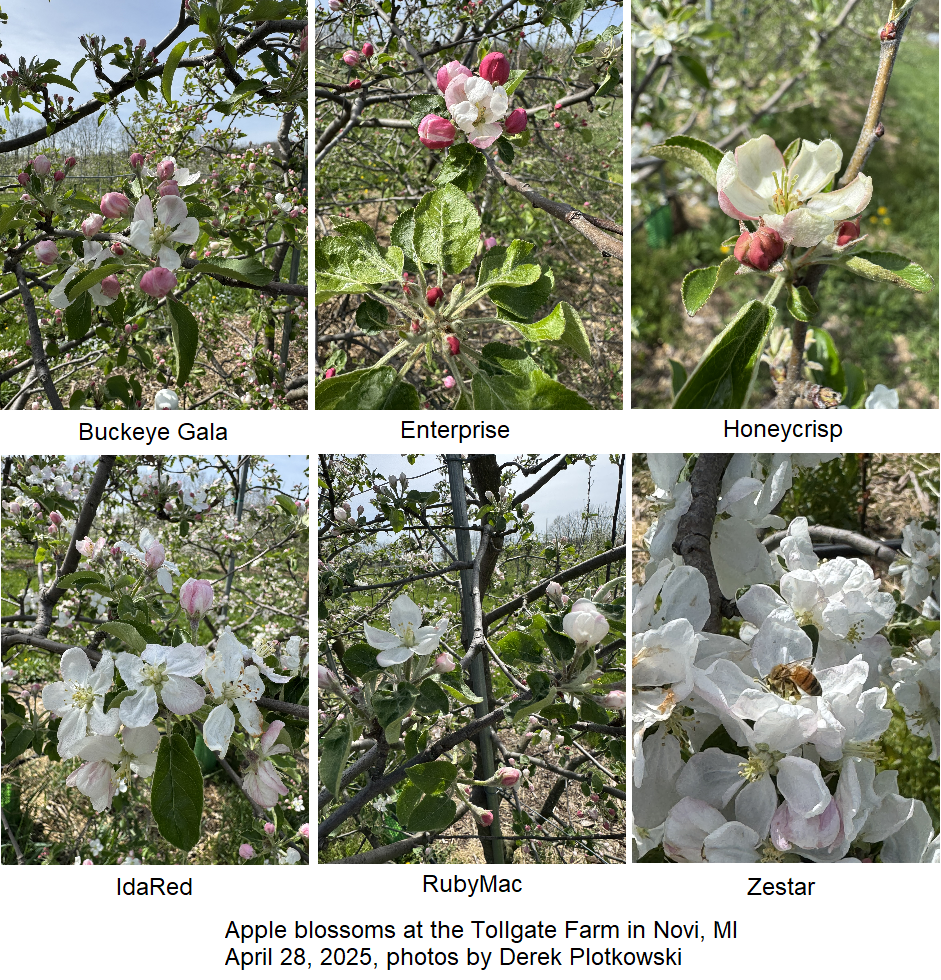 MixtureOfAppleBlossoms.png