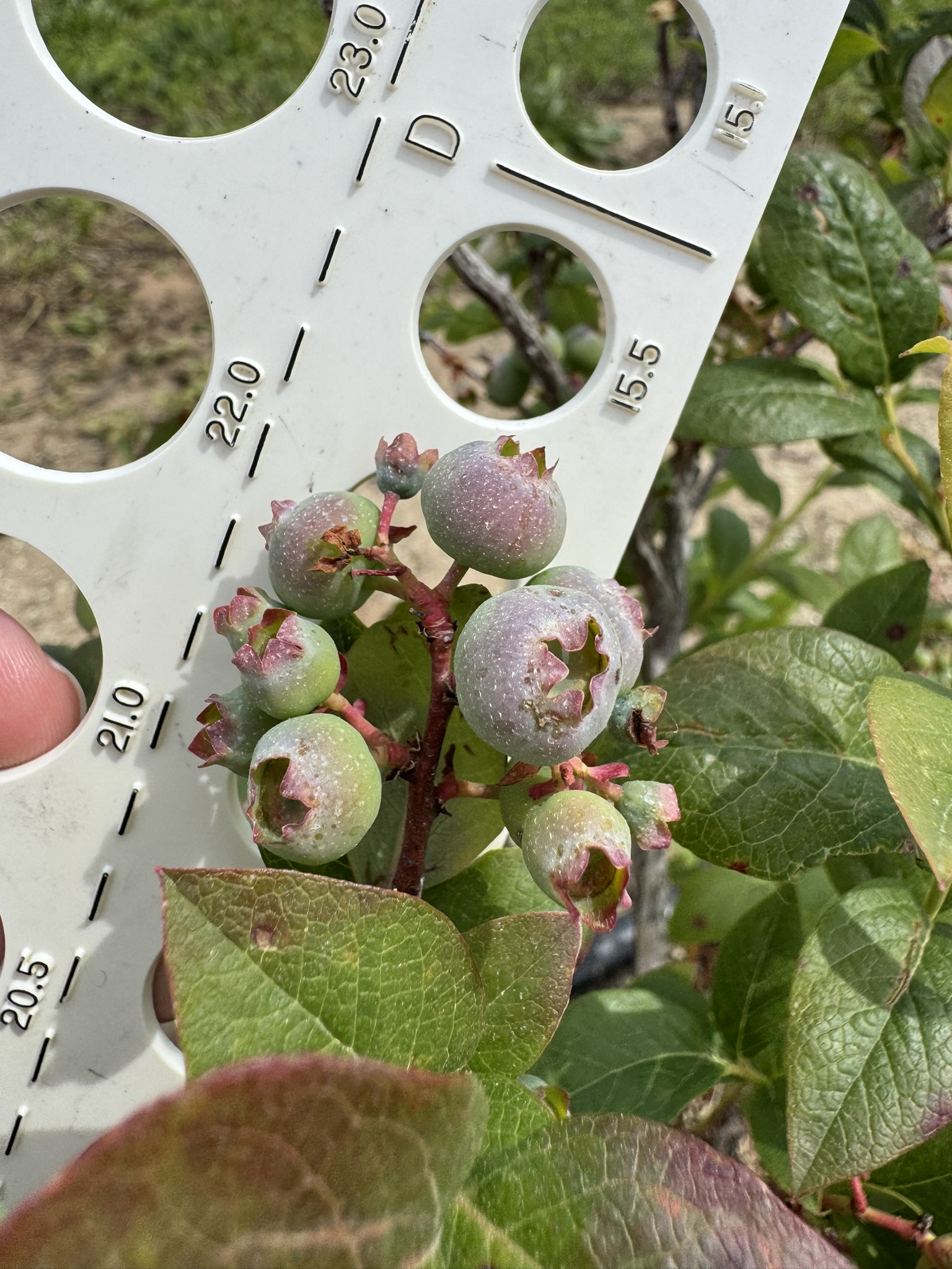A small cluster of unripe blueberries placed in front of a measuring device with different-sized circles.