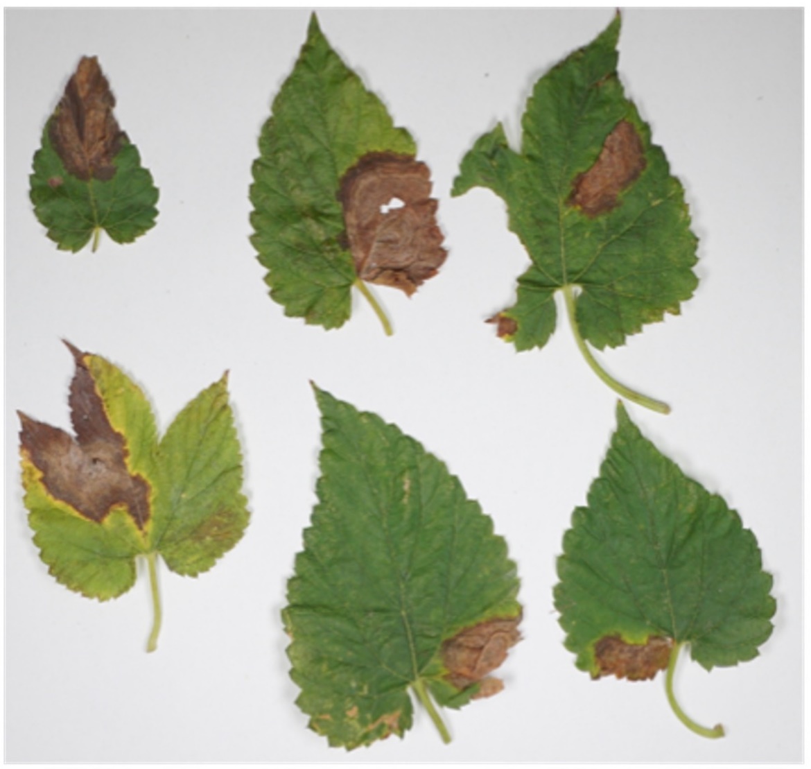 Hop leaves with brown discoloration.