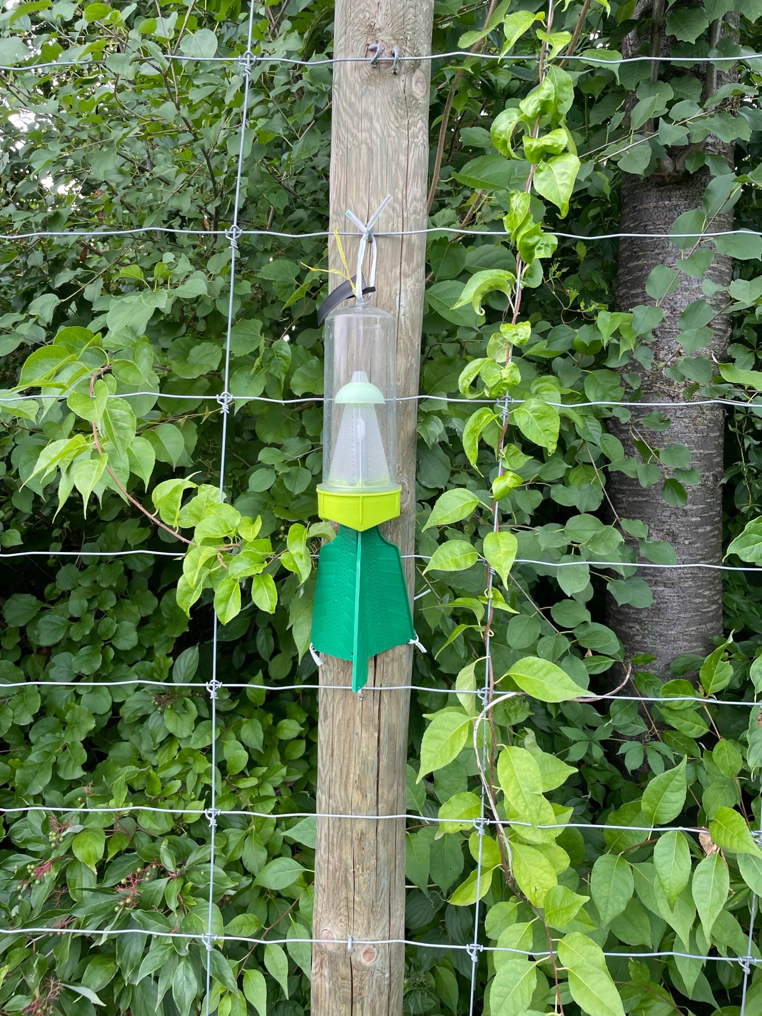 Brown marmorated stink bug trap