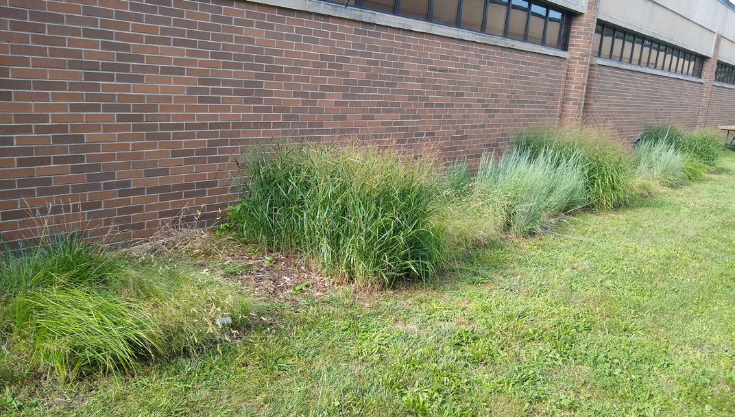 Ornamental grass that is planted along a building.
