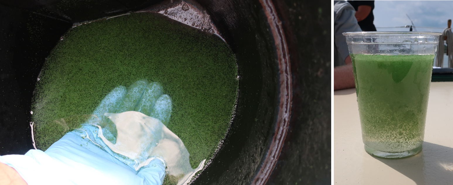 Photos from algal blooms in Lake Erie.