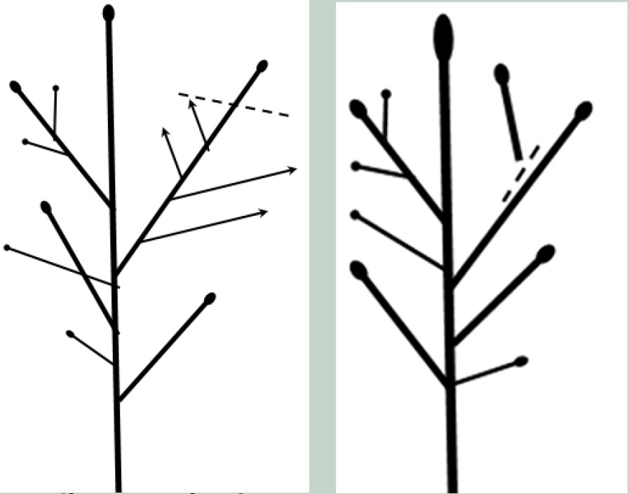 SGPruningFruit-Figure2and3.jpg