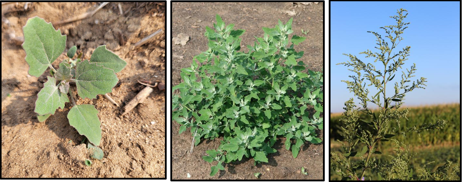 Three photos of lambsquarters.