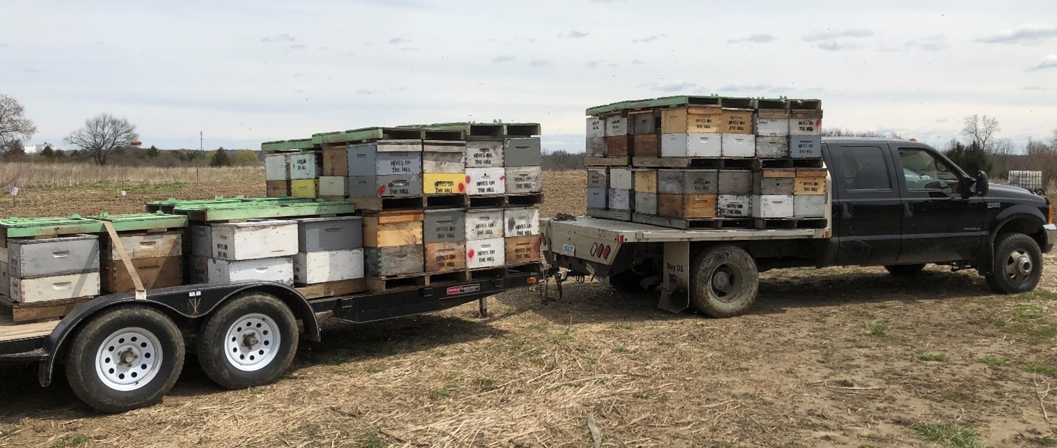 Truck and trailer with beehives