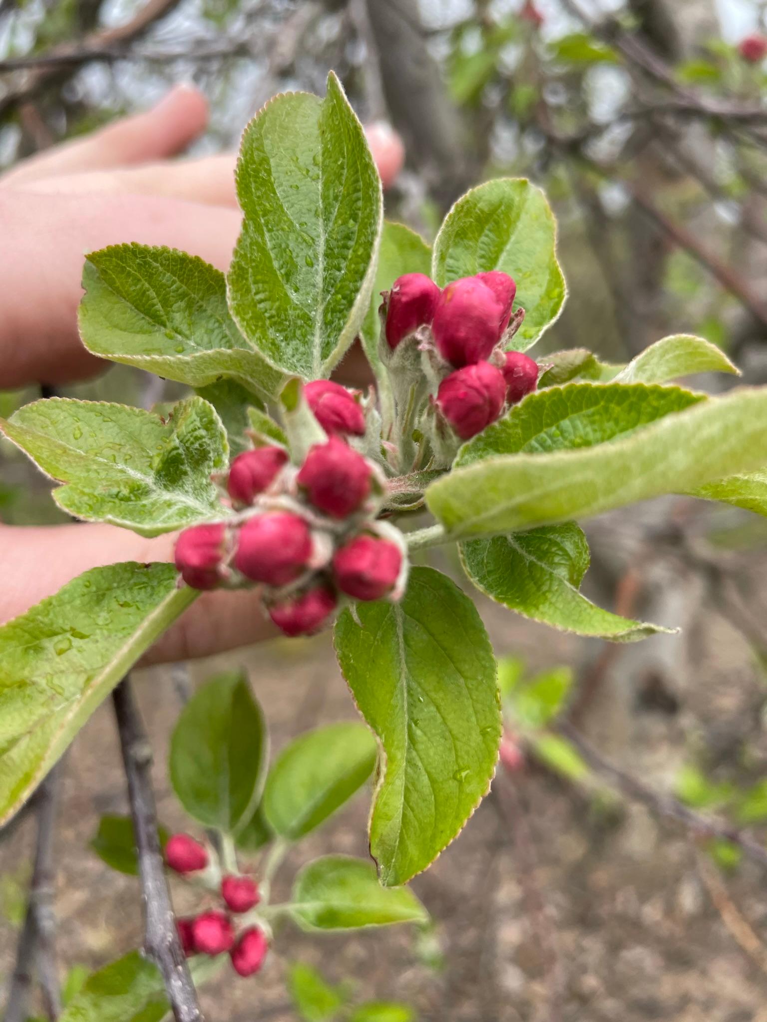 Apples at pink stage