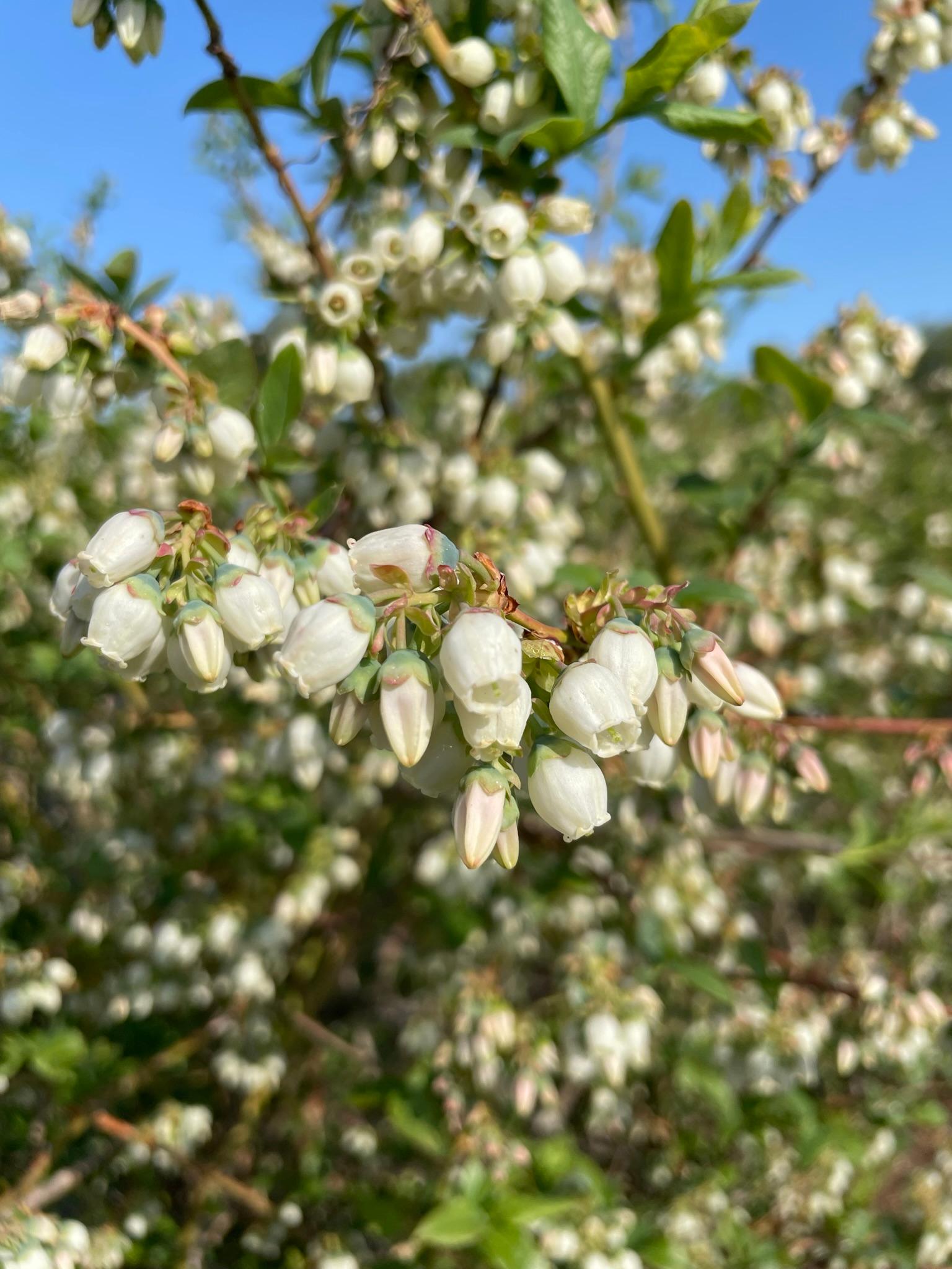 Blueberries in bloom.