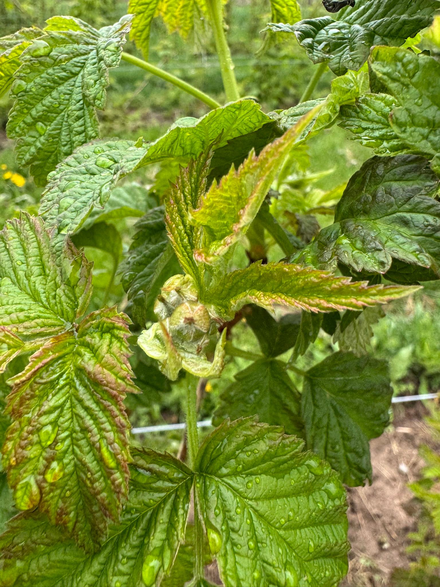 RaspberryBud_Westview_May6_2025.JPEG