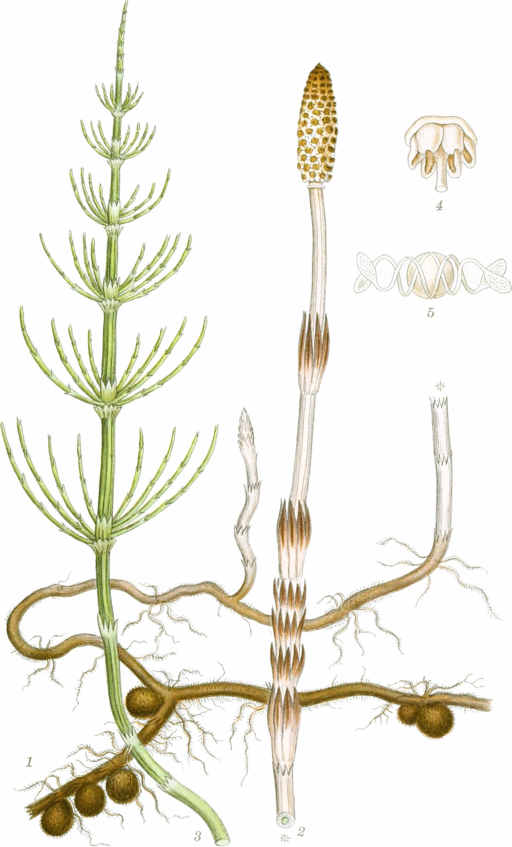 Illustration of the different parts of a field horsetail plant.