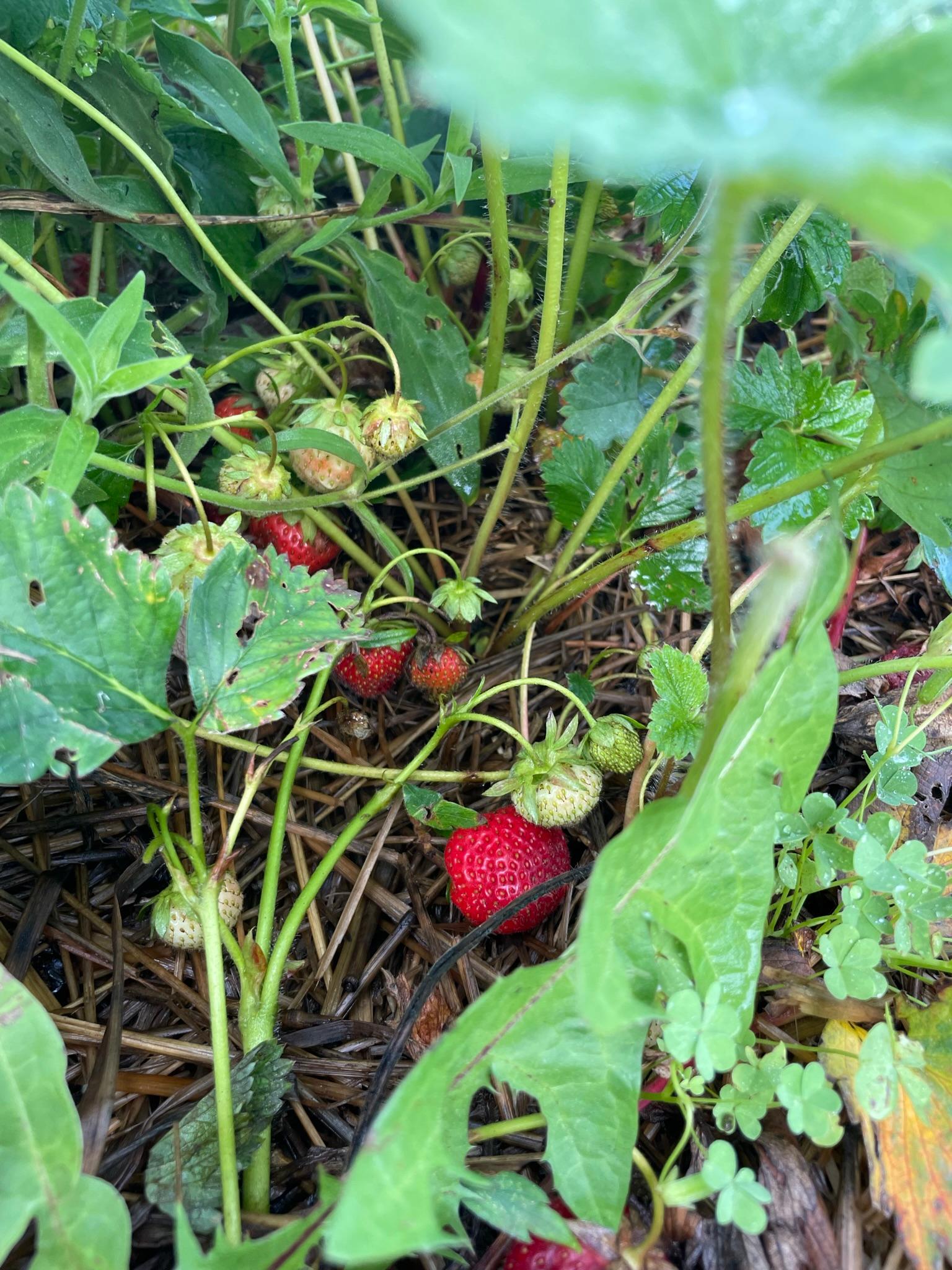 Strawberries