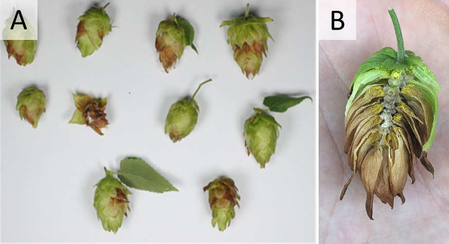 Hop cones with various disease symptoms.