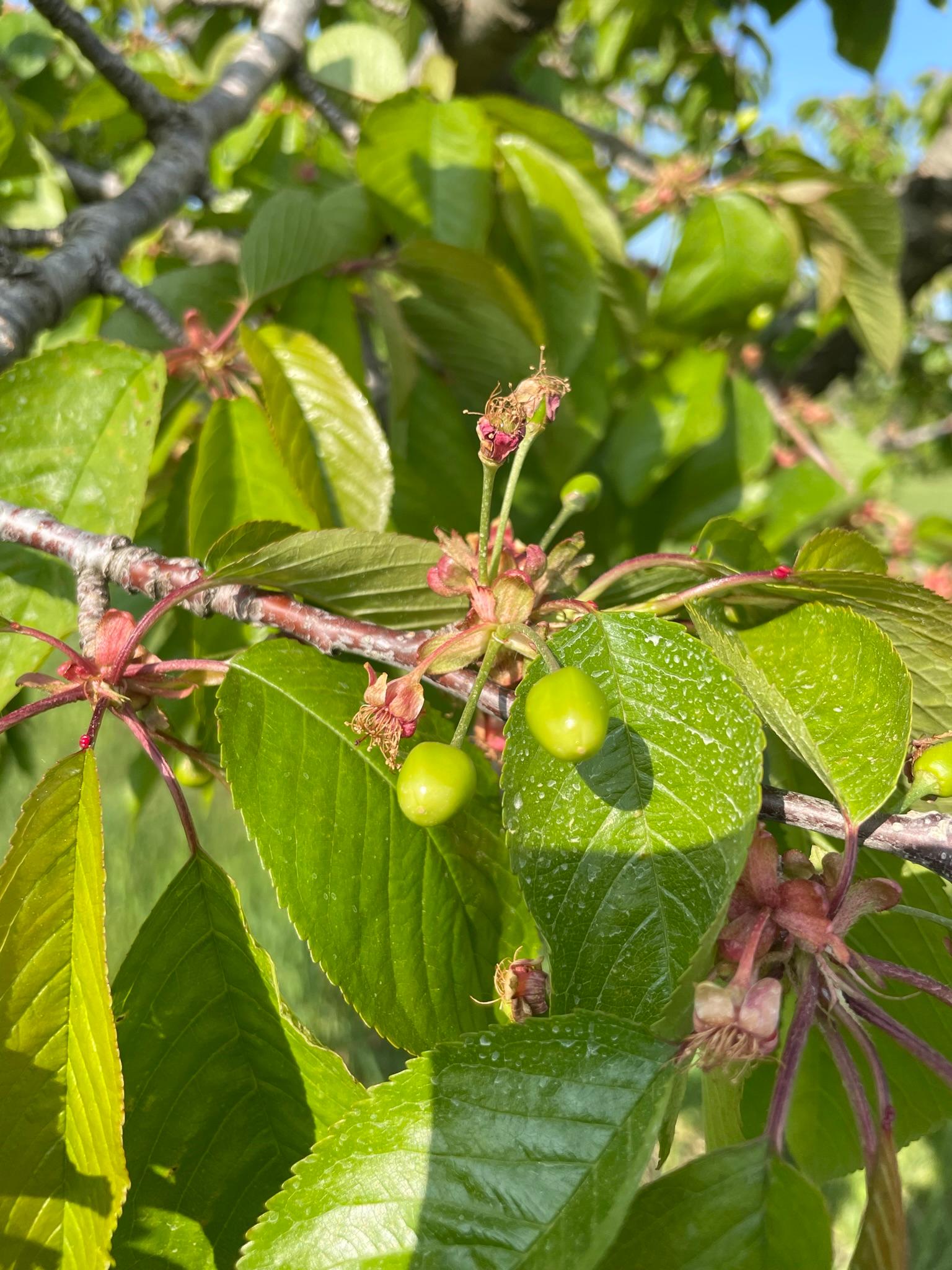 Sweet cherries at fruit set.