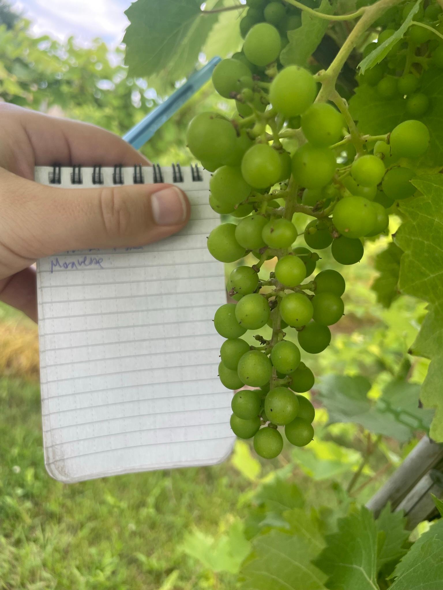 Grapes