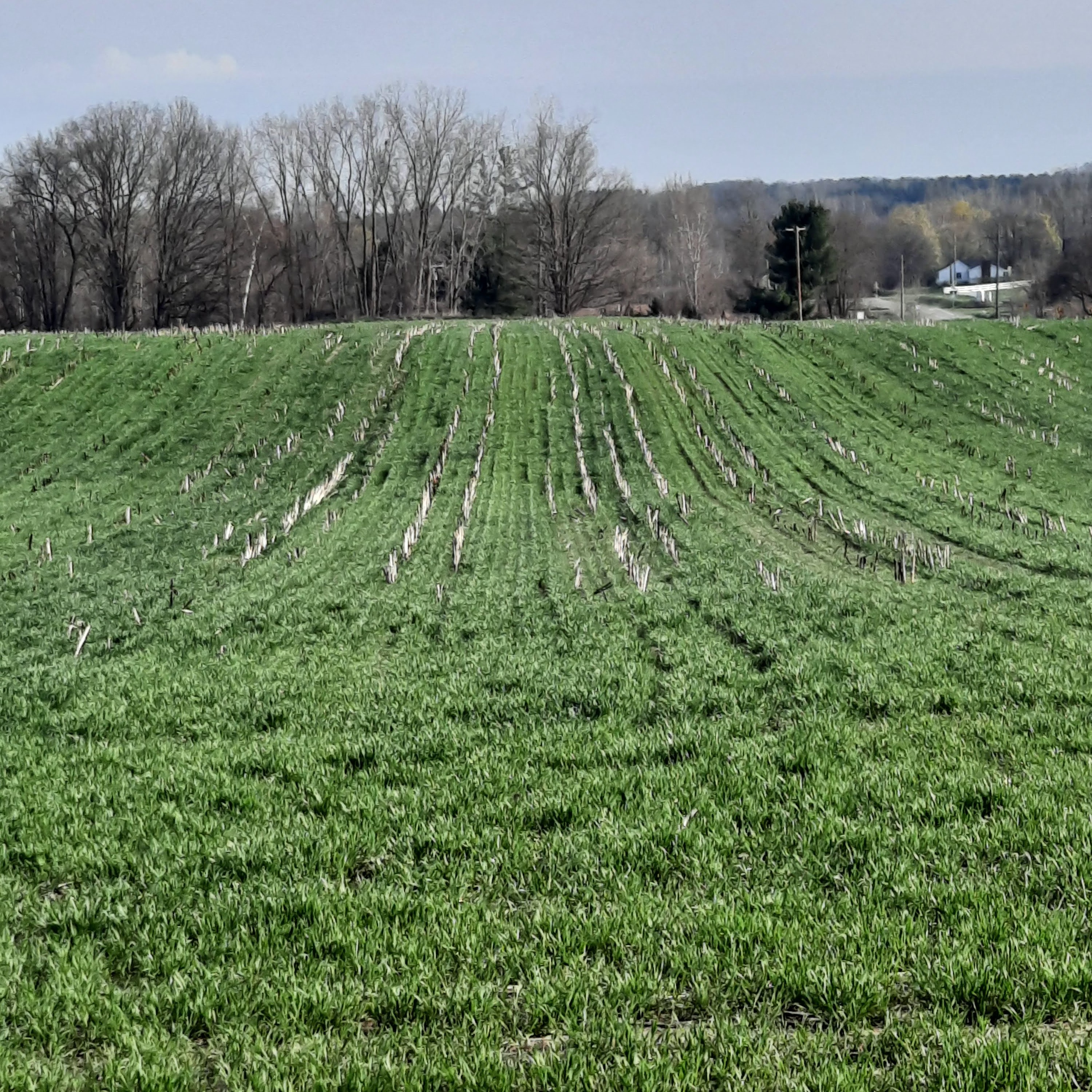 Lush late-spring cereal rye