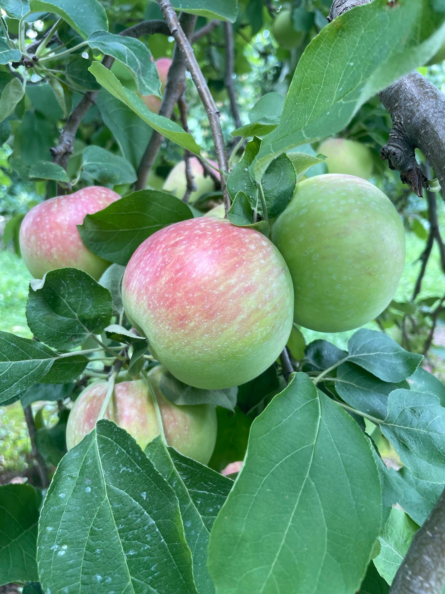 apples on a tree