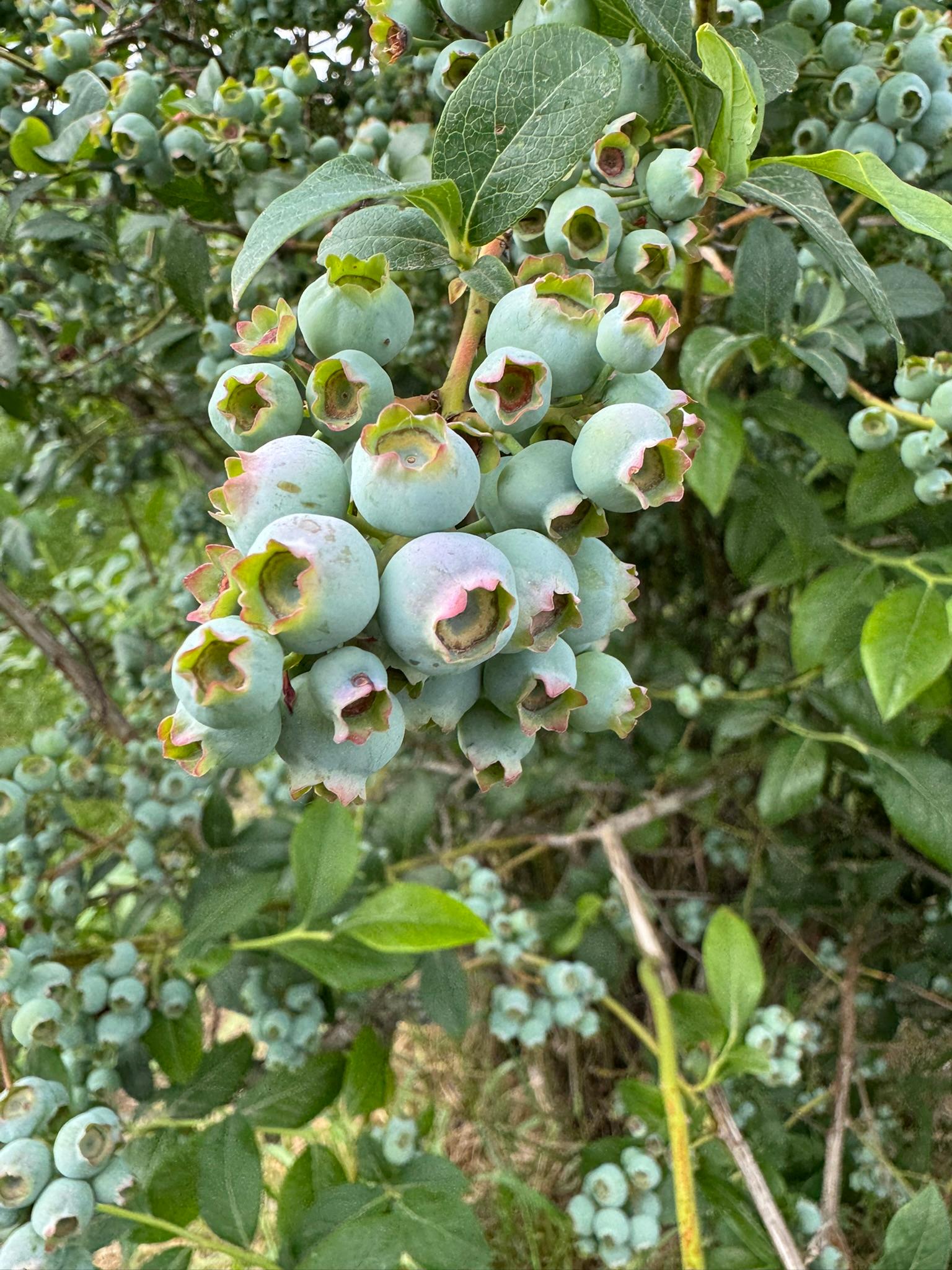 Blueberry_Spicer_June16_2025.JPEG