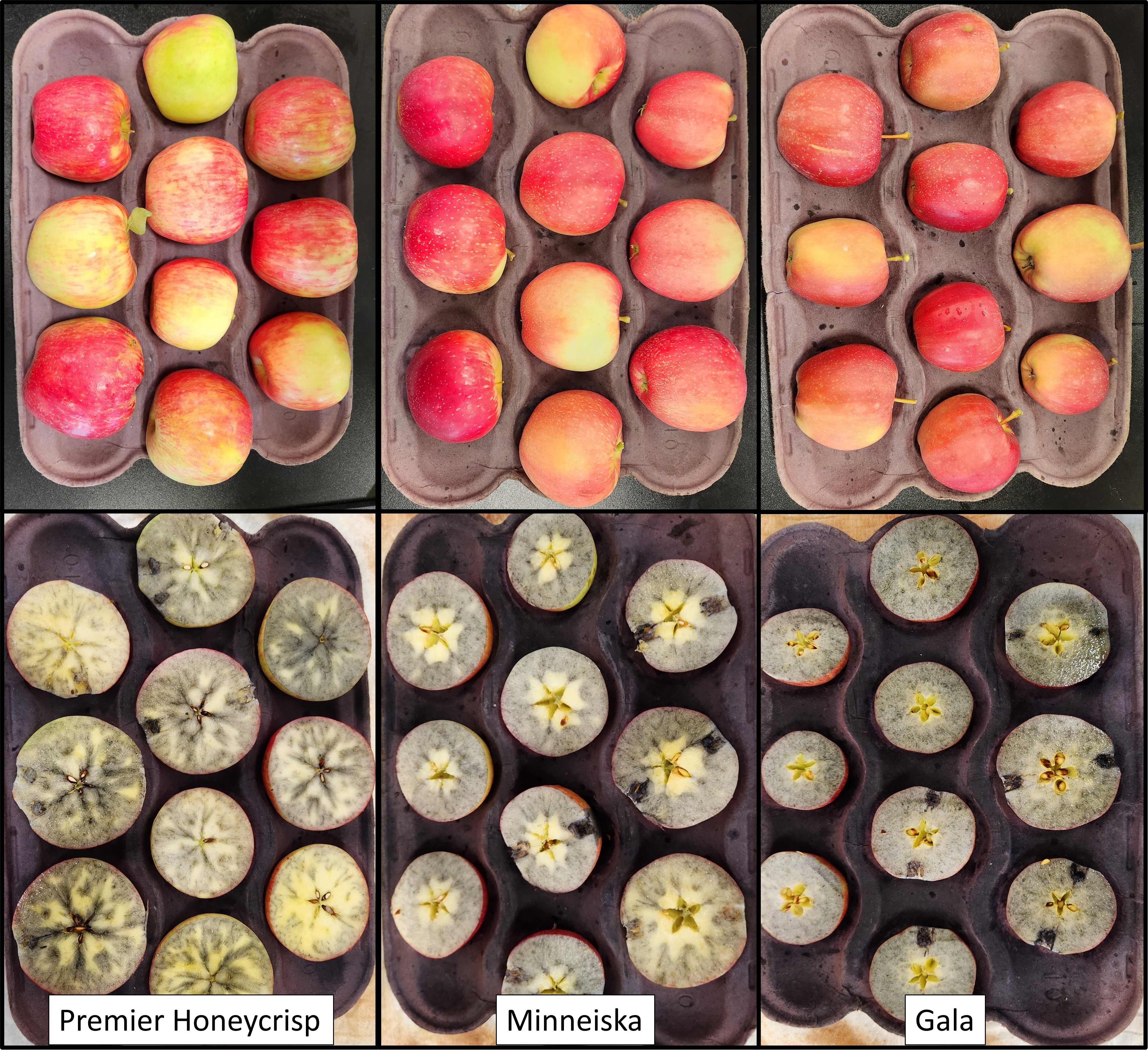 Apple maturity testing and starch staining