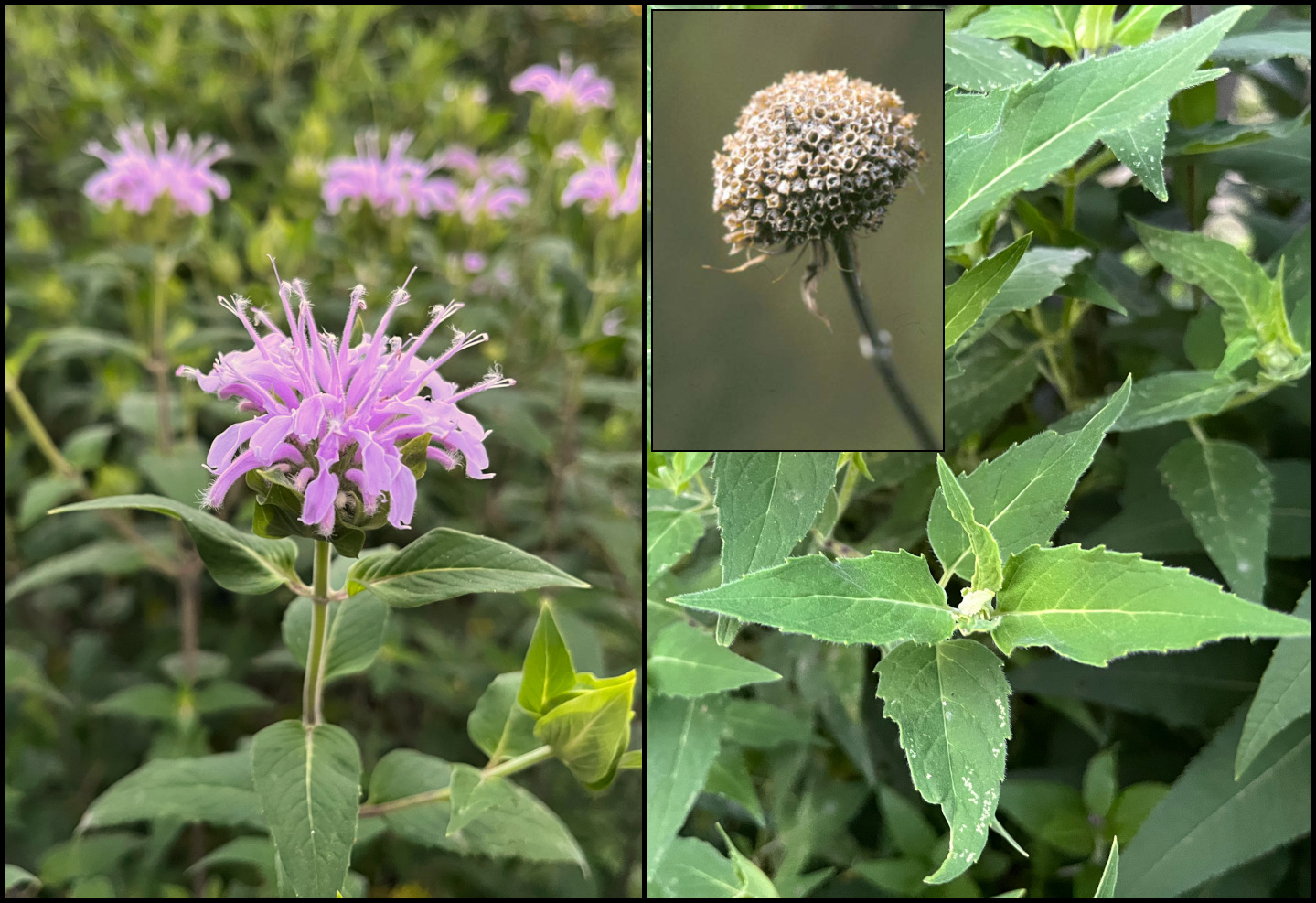 a grouping of purple flower photos