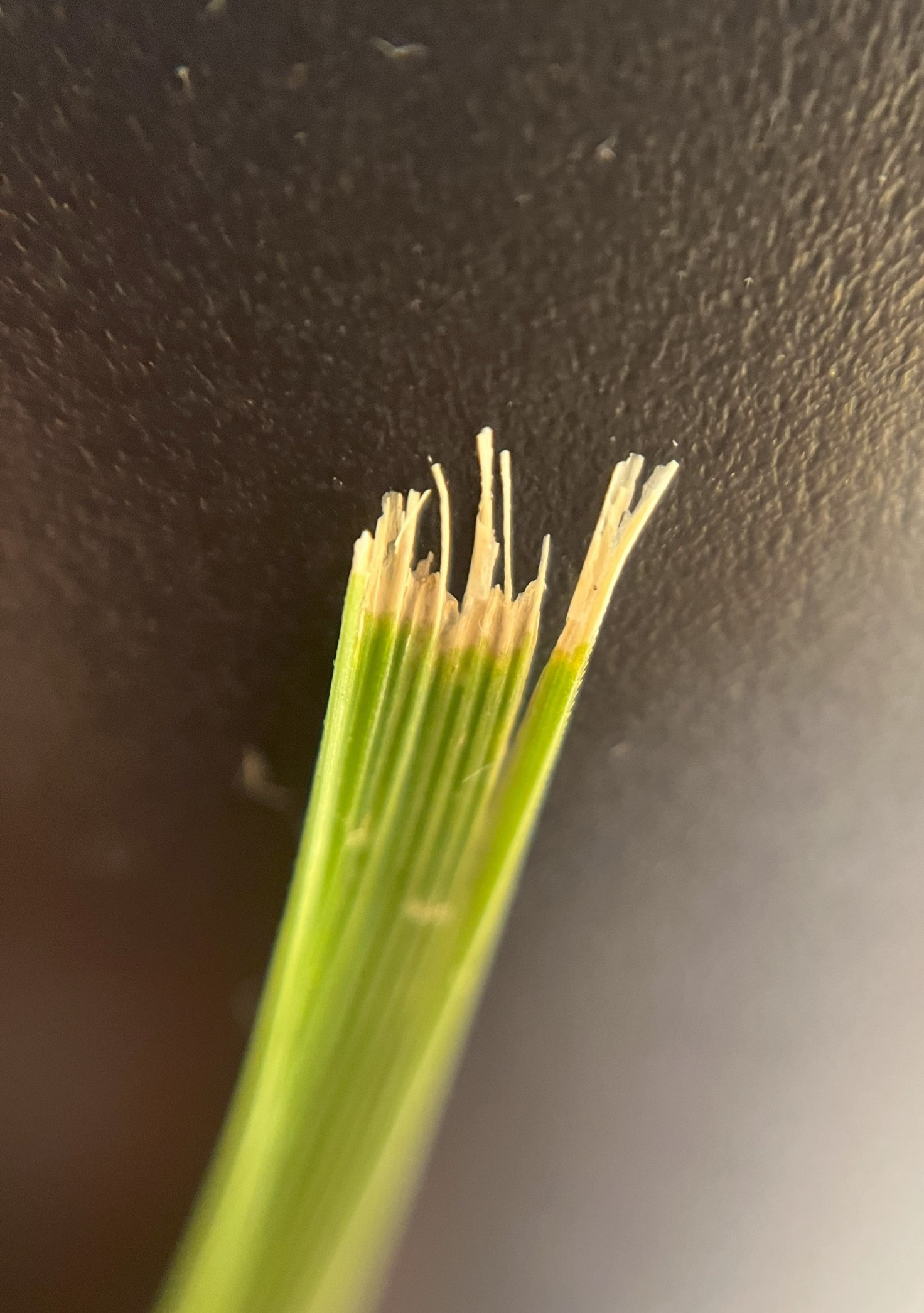 Close up of the end of tall fescue.