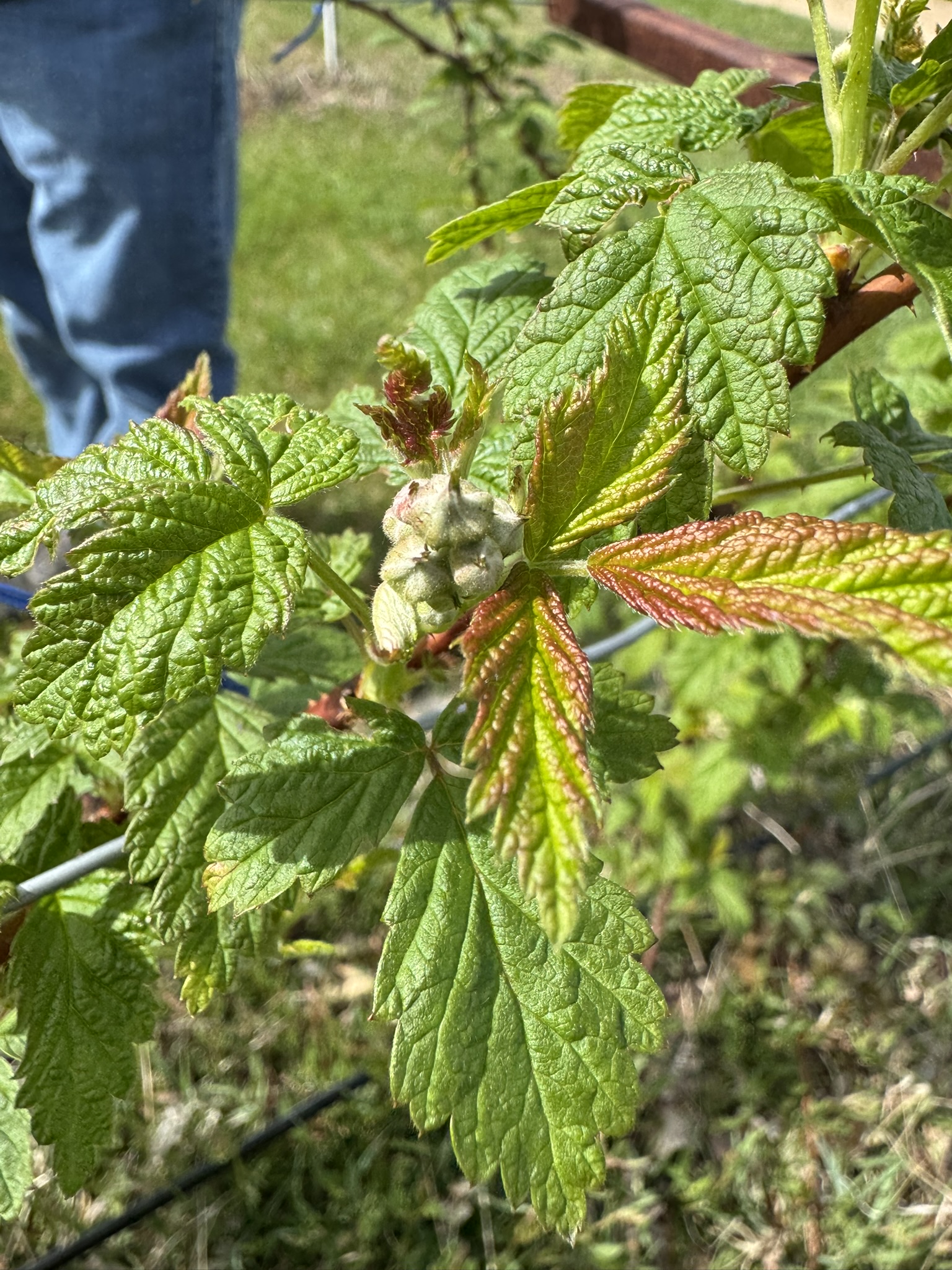 Raspberry_Prelude_Summer_Kapnicks_April27_2026.JPEG