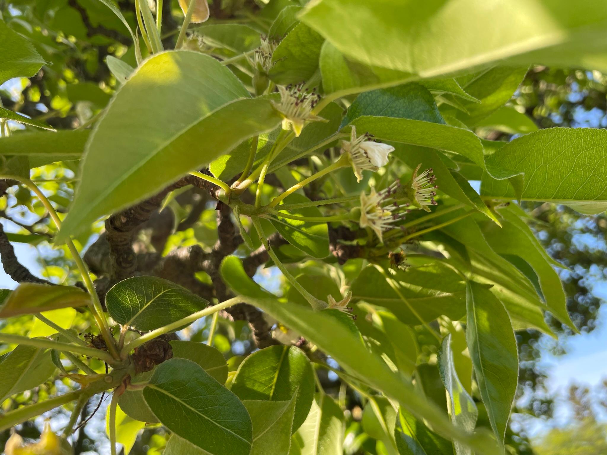 Pears at petal fall