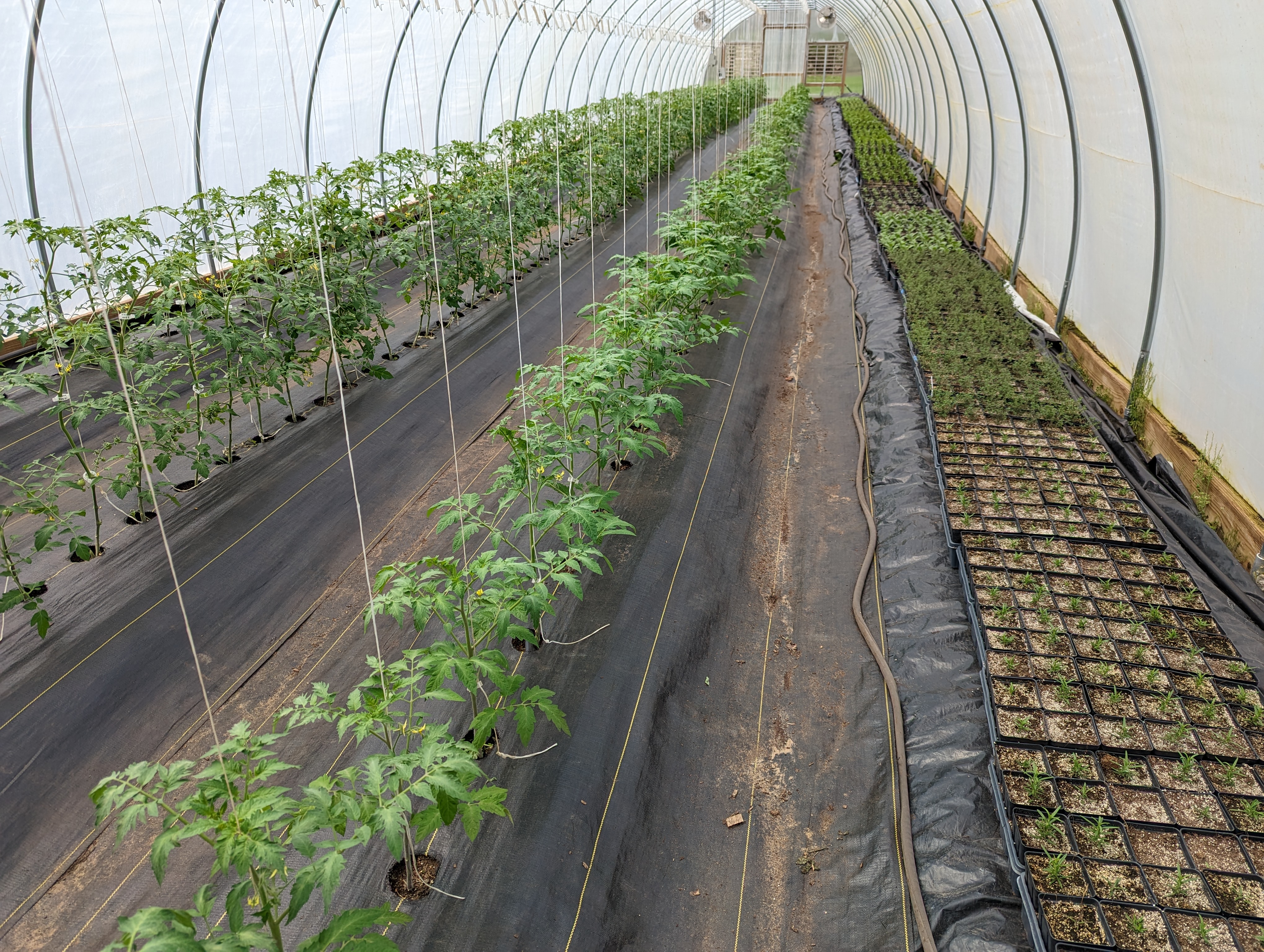Tomato plantings in a hoophouse.