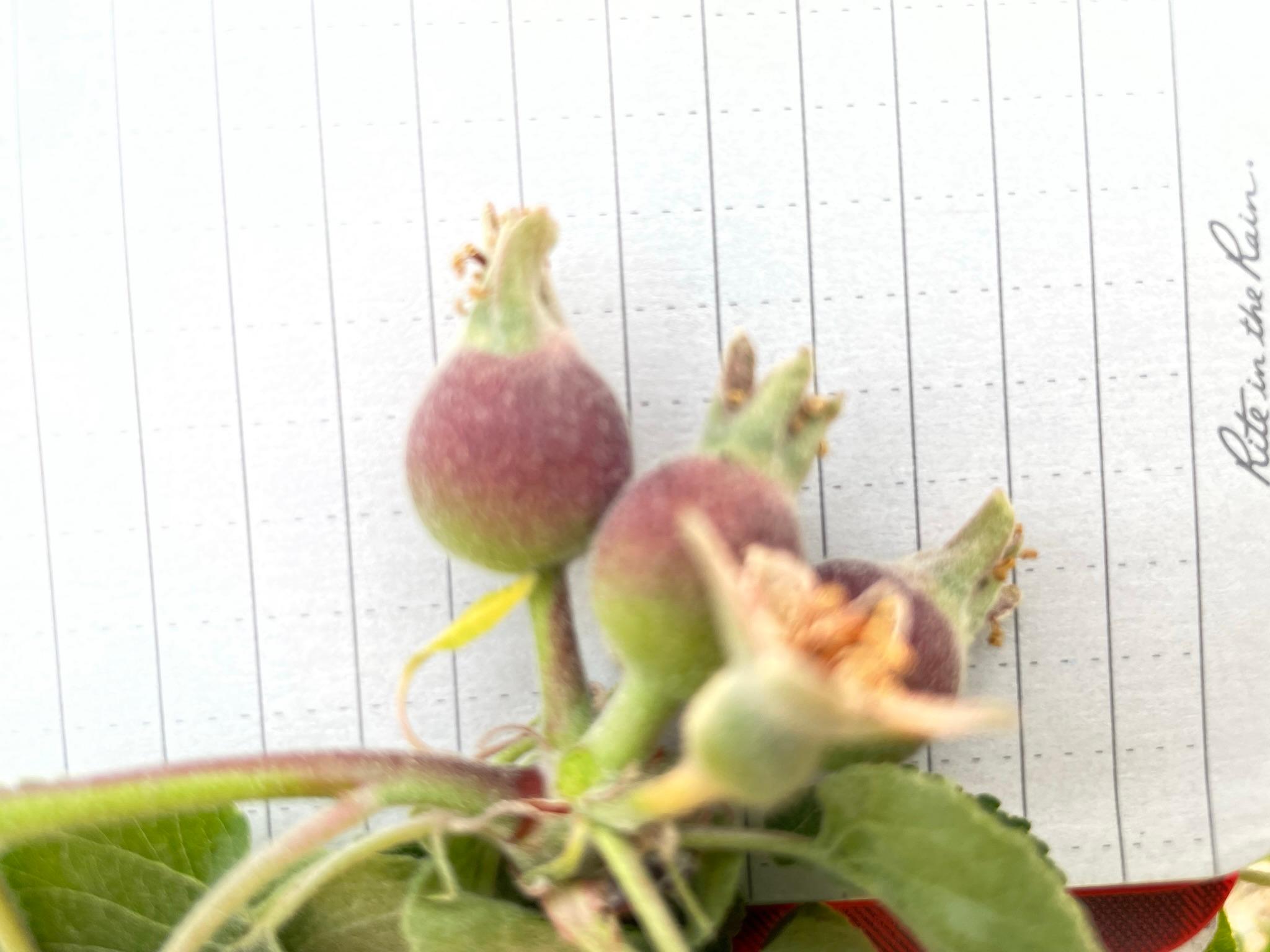 Apples at fruit set.