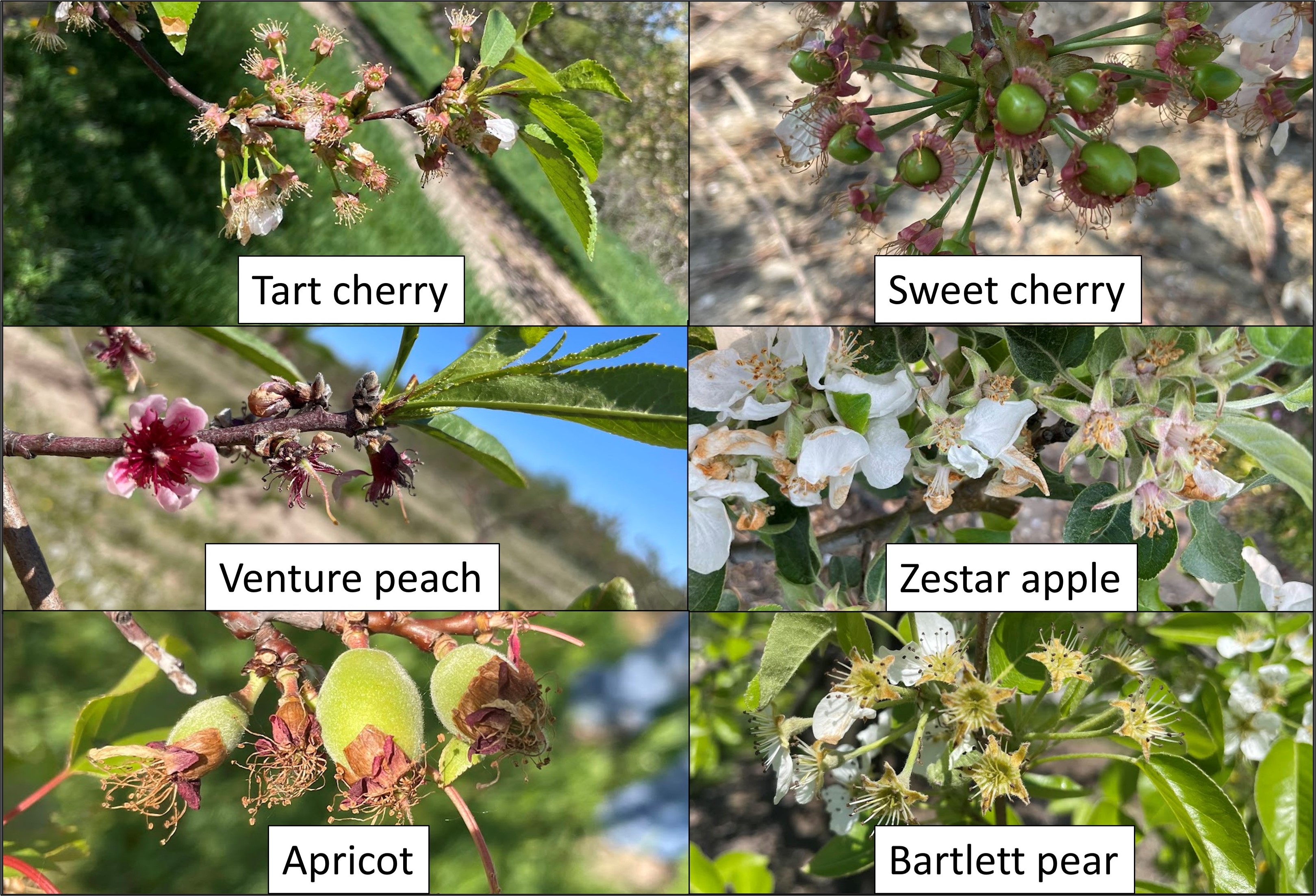 Stage of tree phenology for tart cherry, sweet cherry, peach, apple, apricot, and pear.
