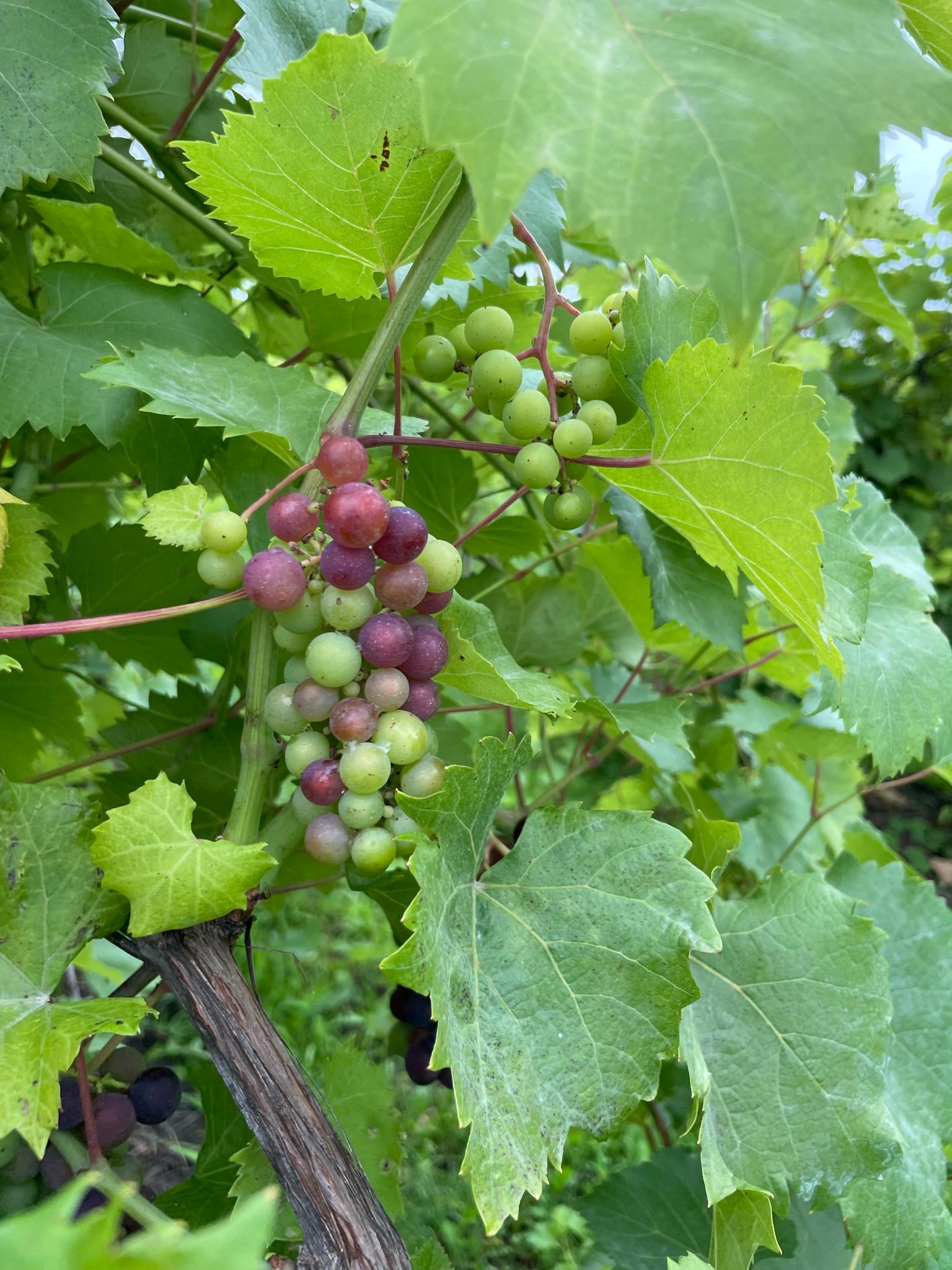 Grapes changing color from green to red.