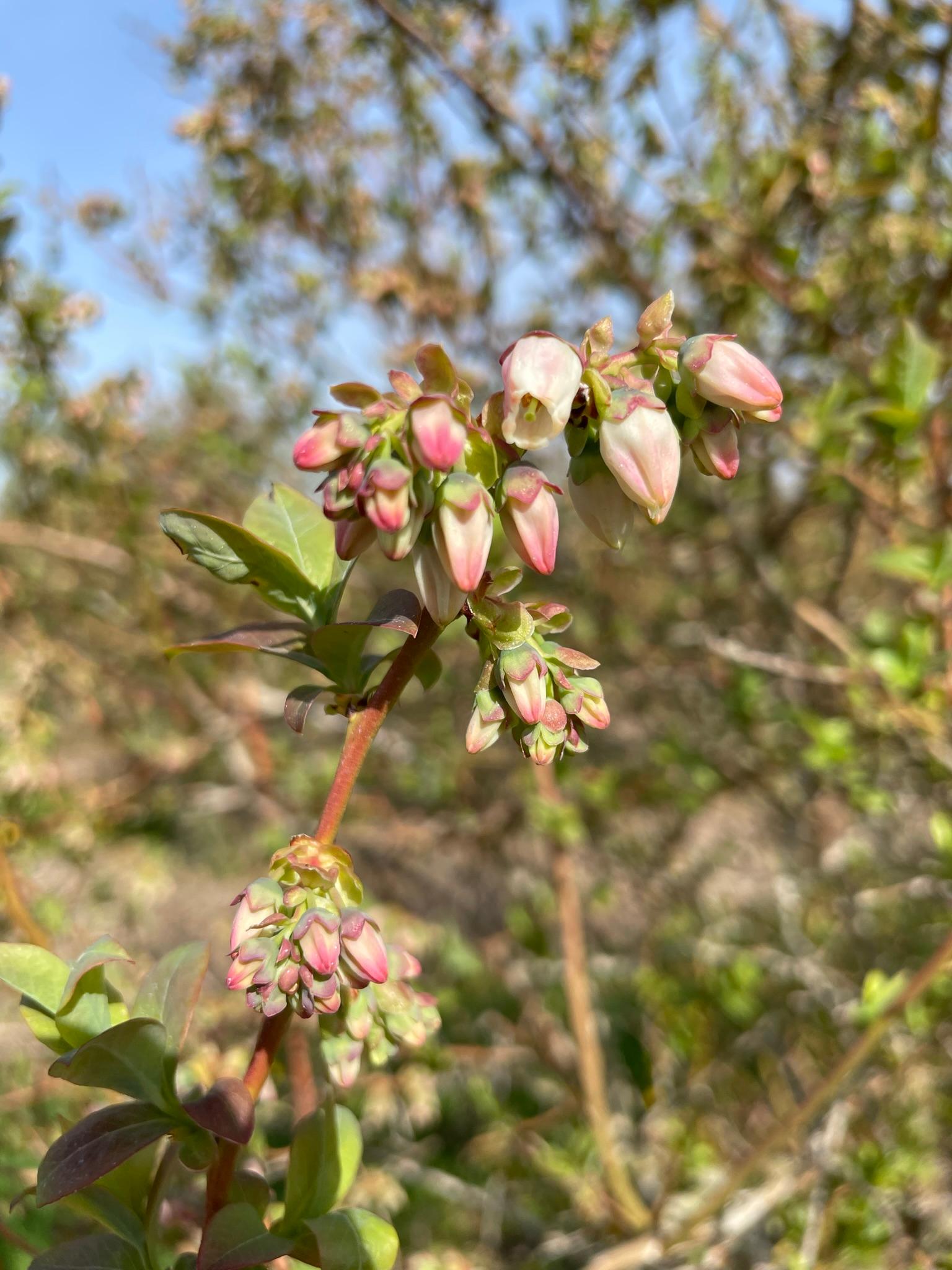 Blueberries flowering.