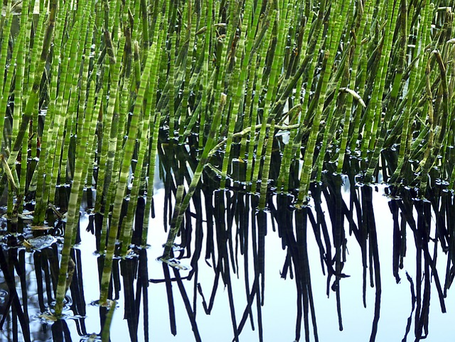 Field horsetail growing in water.