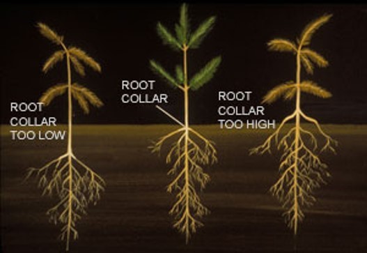 Diagram showing the planting depth of three Christmas tree seedlings. The brown-needled tree on the left was planted too deep, with its root collar below the soil surface. Its stem is likely to rot due to excess moisture and lack of oxygen. The green-needled tree in the middle was planted with its root collar positioned correctly at the soil surface. The brown-needled tree on the right was planted with its root collar too high. Some of its roots are visible, which is likely to cause the tree to dry out and fail to thrive.