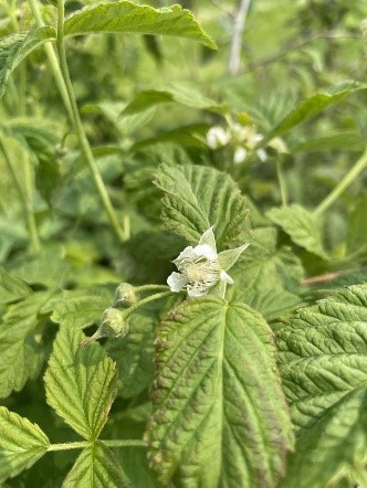 Raspberry in blossom.