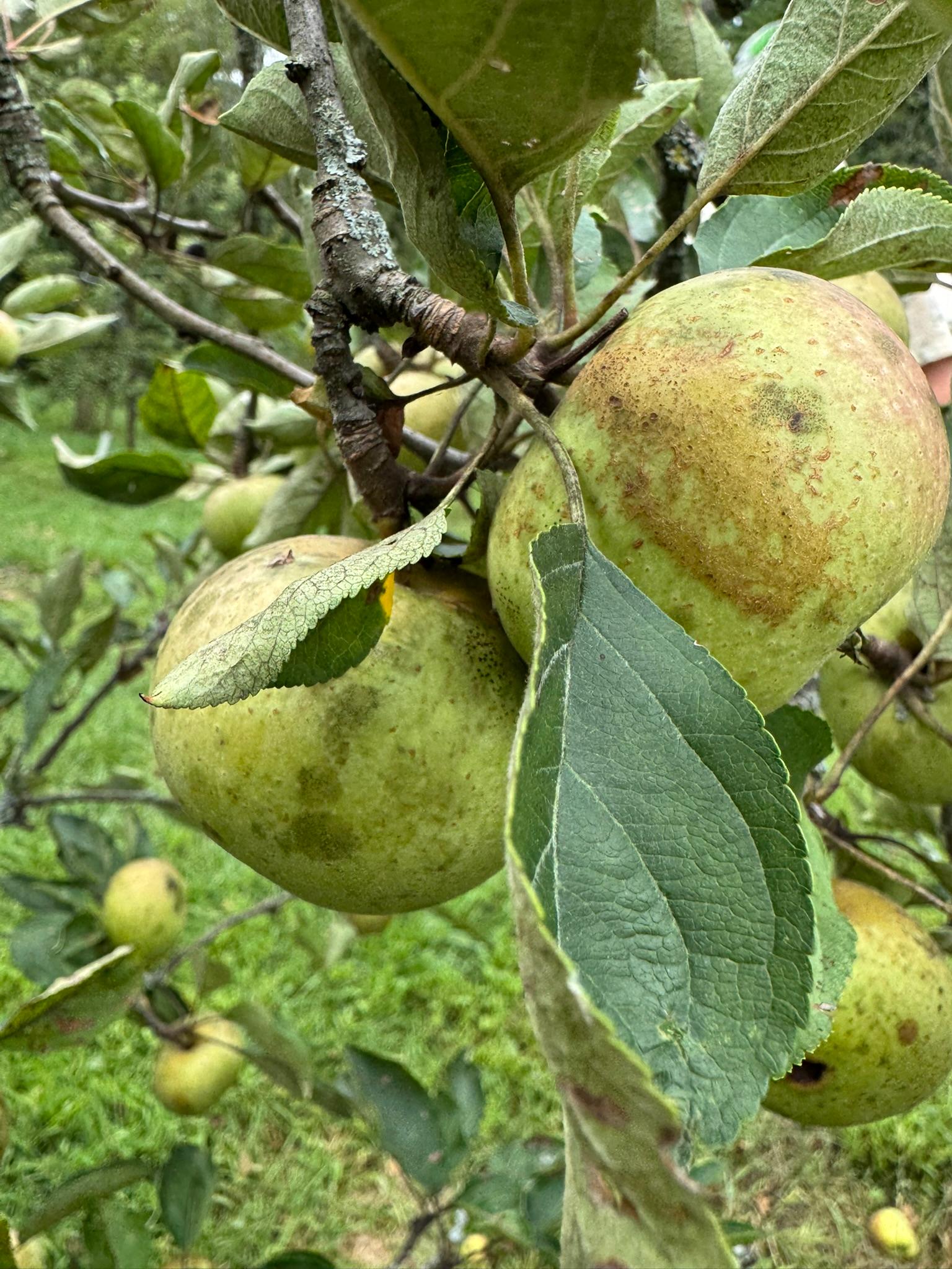 Apple_ChiselJersey_PrettyUgly_August20.JPEG