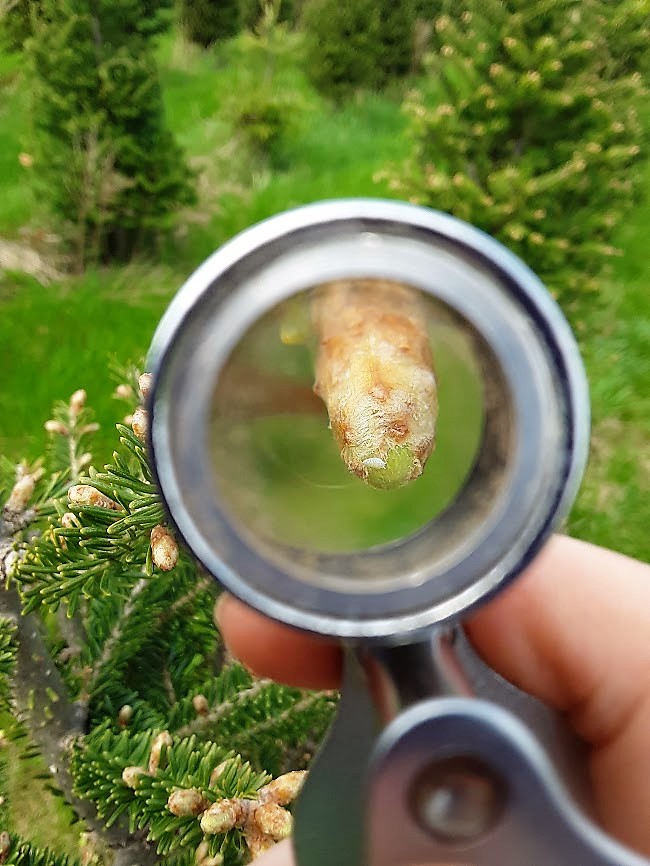 Balsam twig aphid under a magnifying lense.