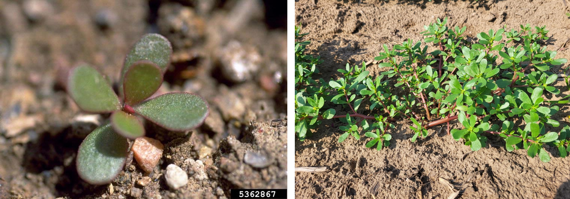 Purslane seedling and flowering adult.