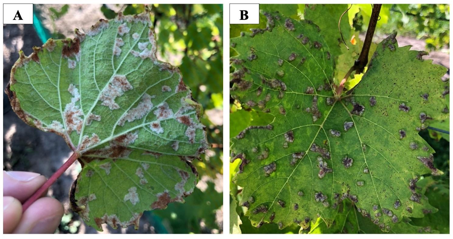 Grape leaves showing damage by erinium mites, which looks similar to downy mildew damage.