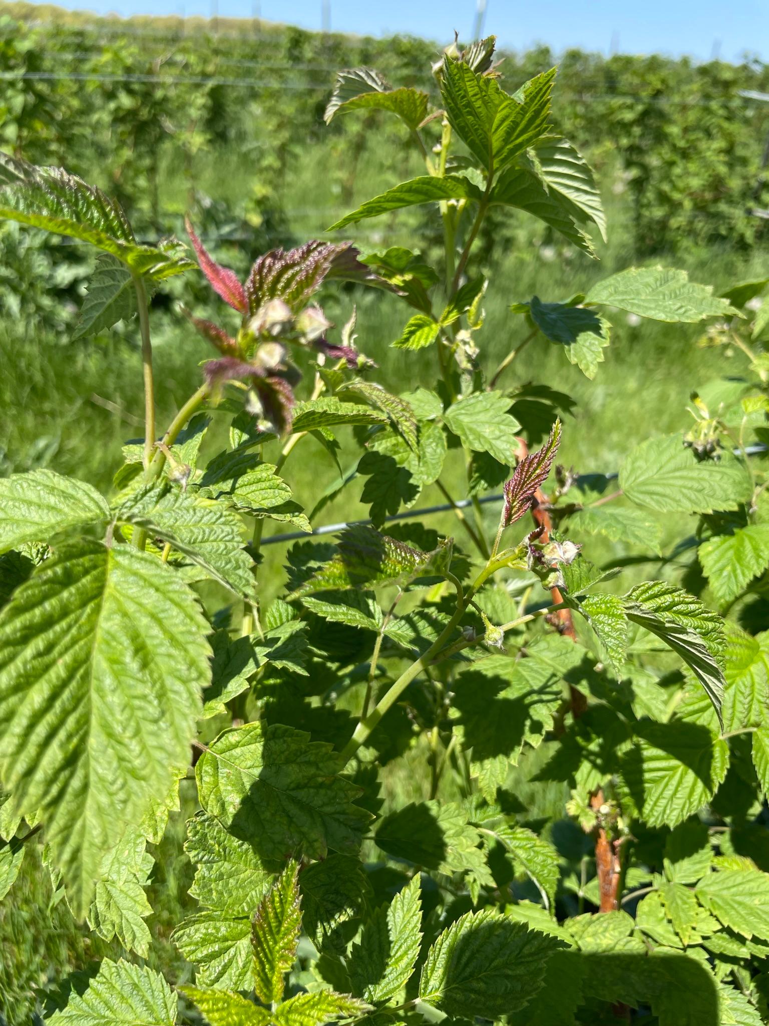 Raspberry buds.