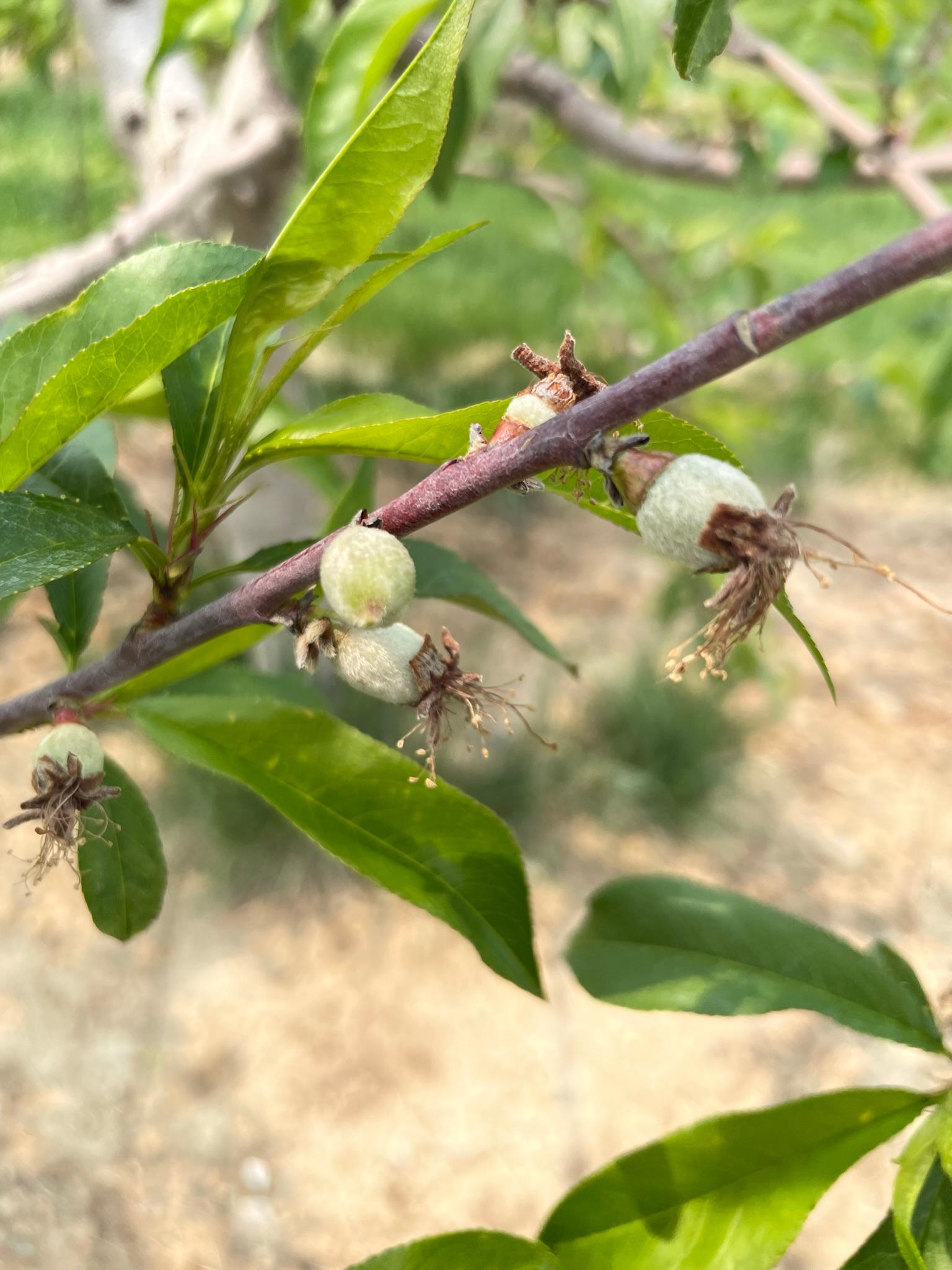 Peaches at fruit set.