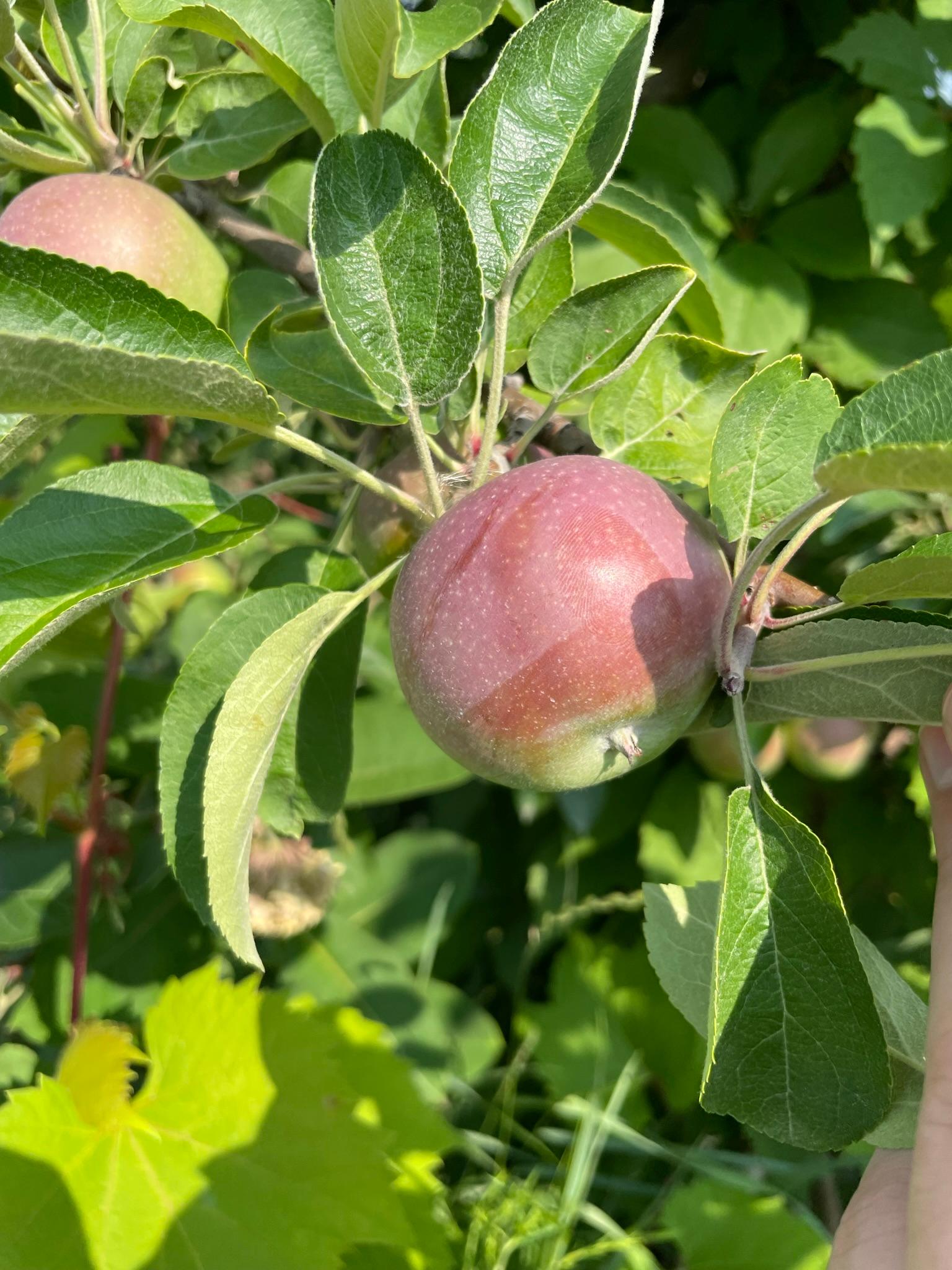 Apples turning red on a tree.