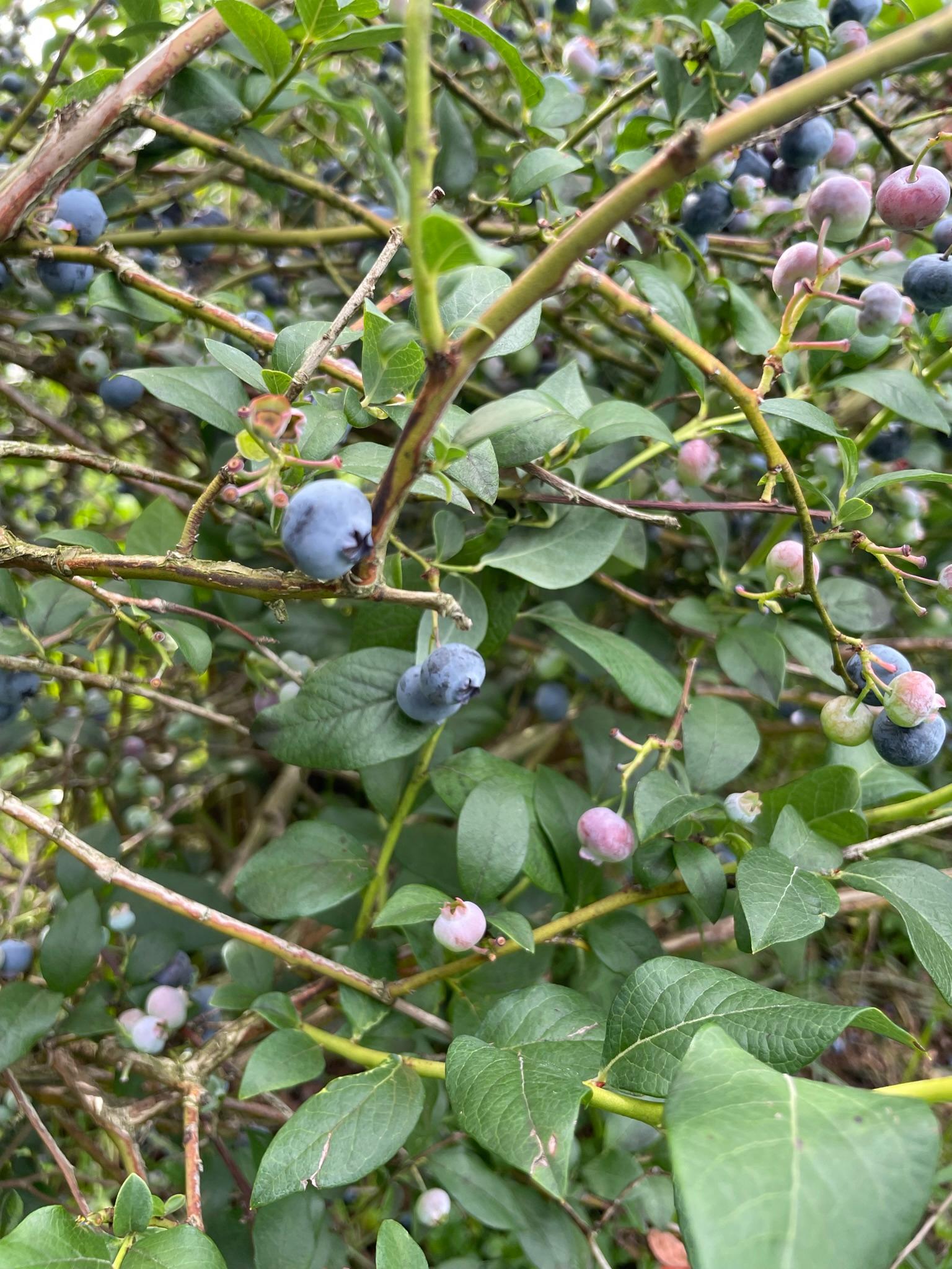 blueberries ready for harvest