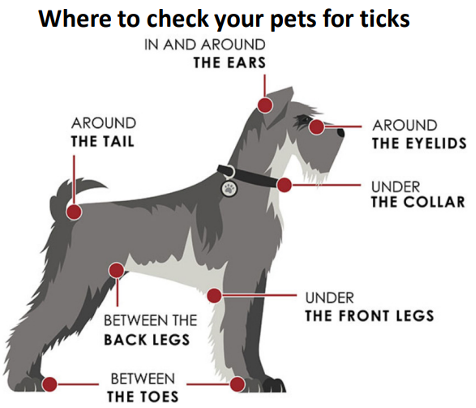 Areas to check on your pet for ticks.