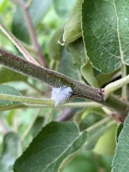 Woolly apple aphid wool