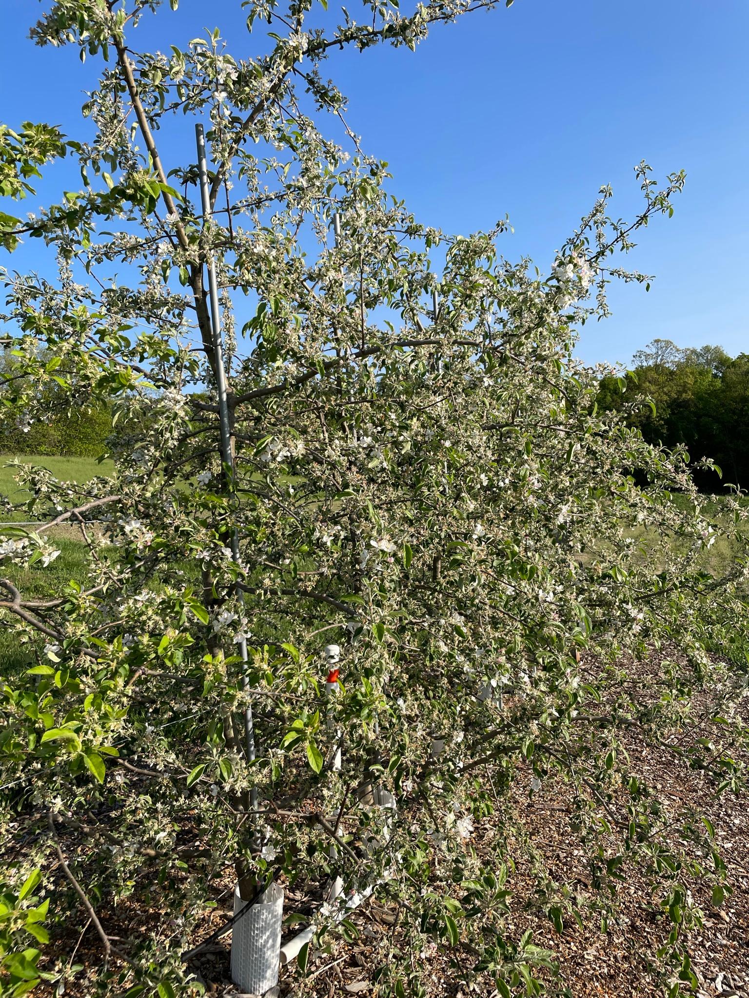 Apples at petal fall growth stage.