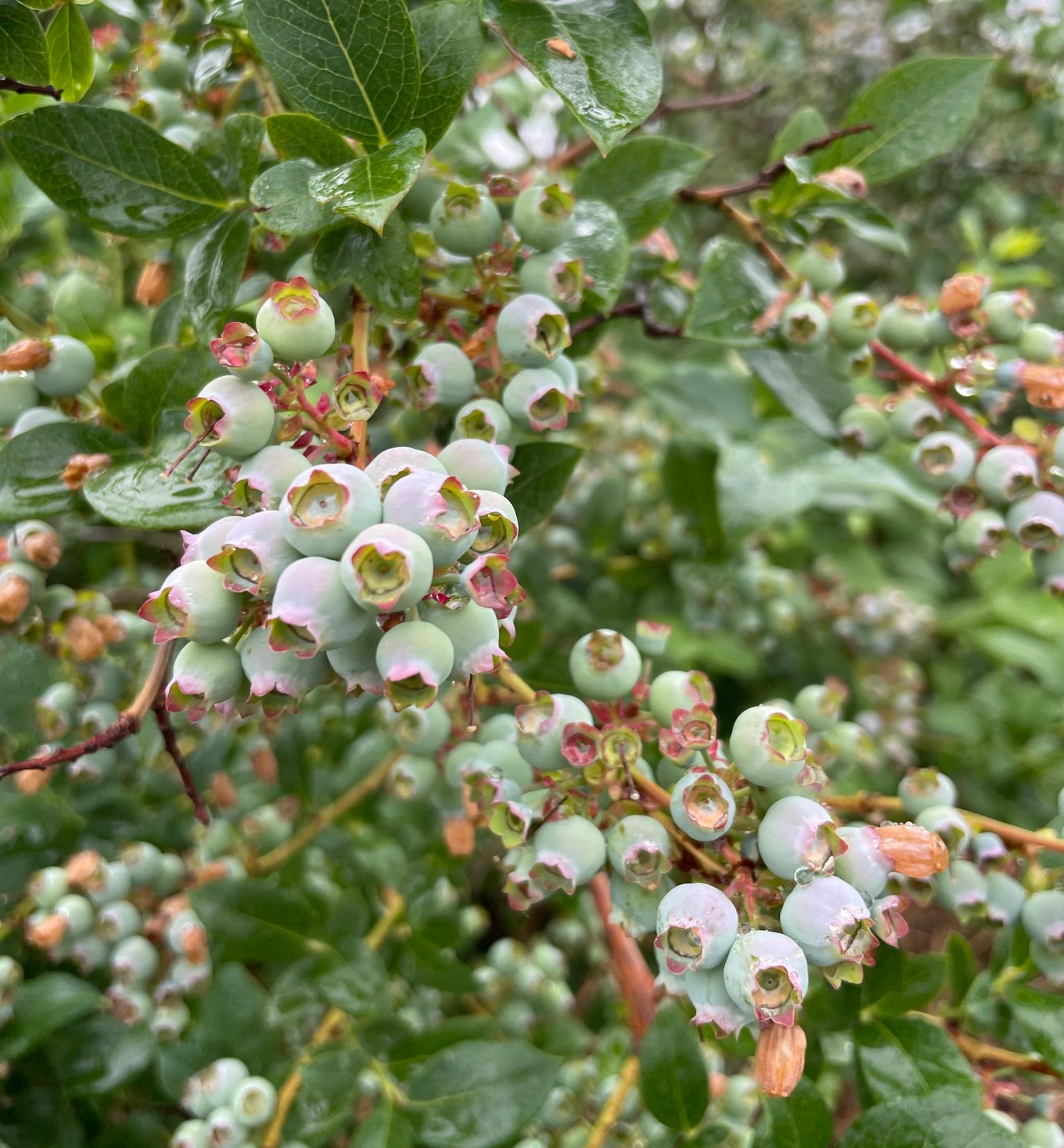 Blueberry fruits.