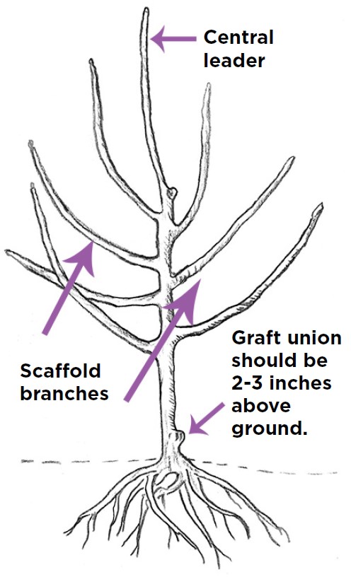 Smart Gardening: Pruning and Training Backyard Apple and Pear Trees ...