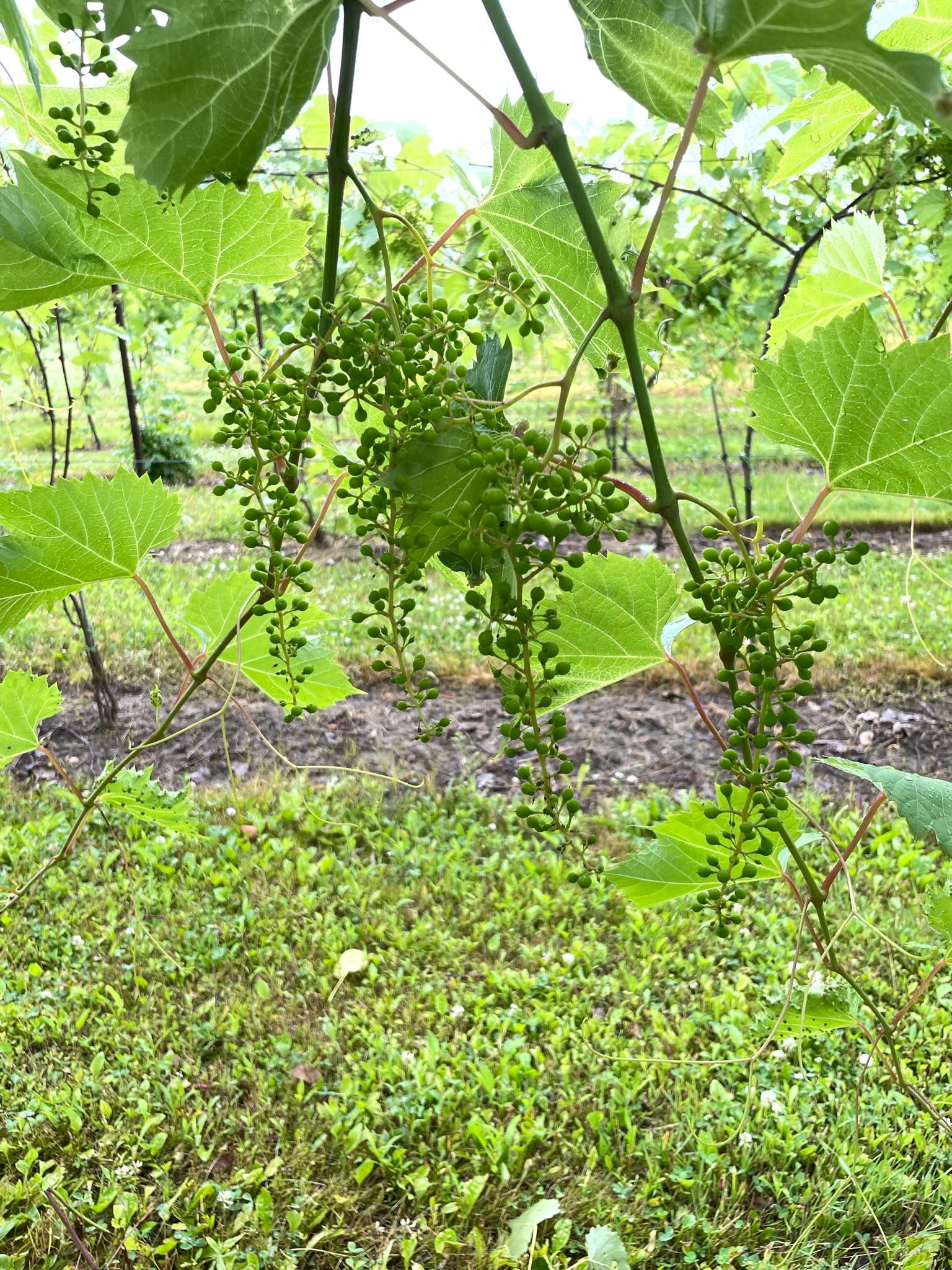 Frontenac grapes