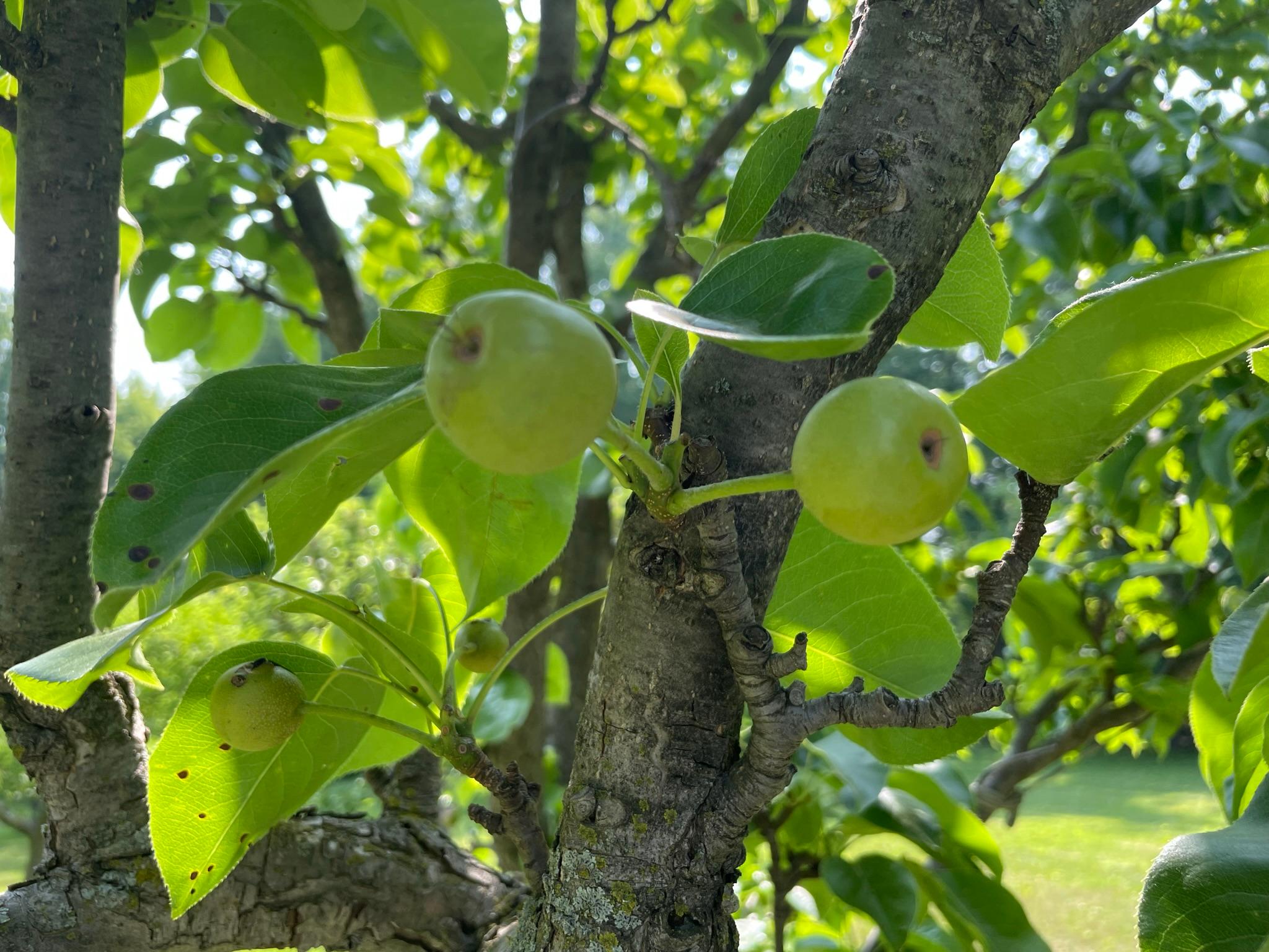 Asian pears.