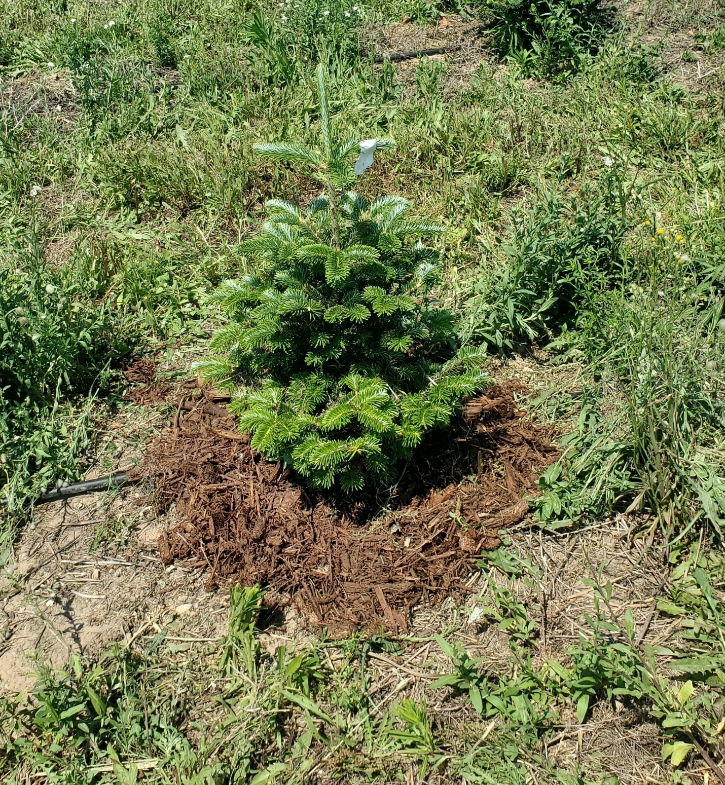Photo of a healthy, newly transplanted Christmas tree that is surrounded by a ring of organic mulch. Mulching around Christmas trees during the establishment stage helps suppress weeds, moderate soil temperatures, and retain soil moisture.